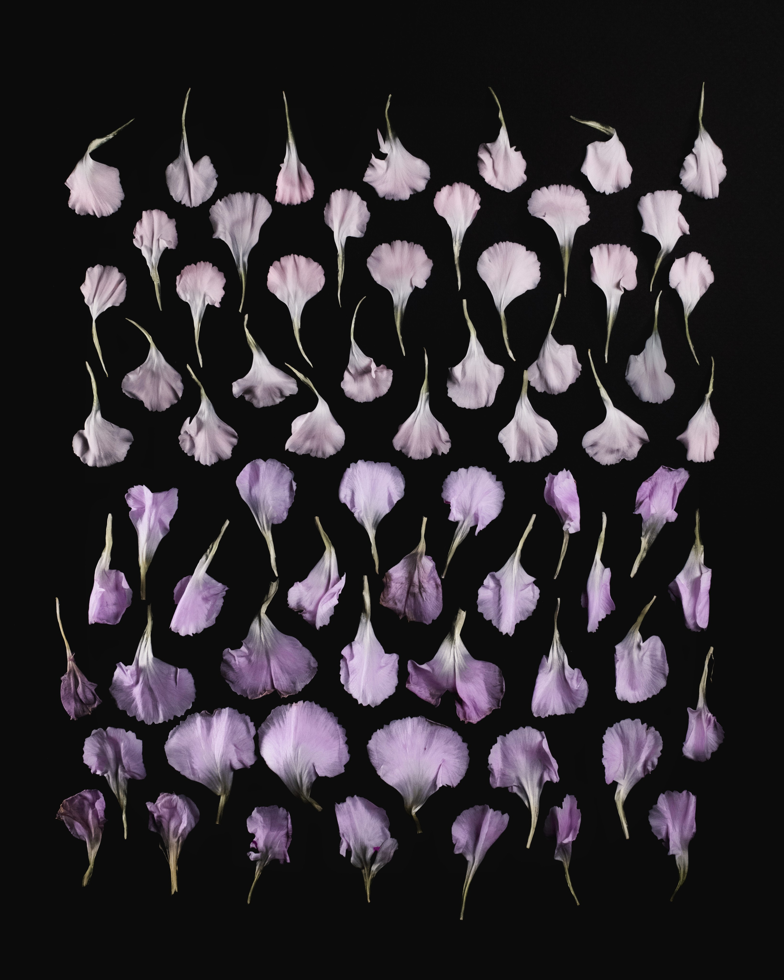 Фотографии цветов и растений. Zamira Sozieva ~ Портретный фотограф ~ Москва