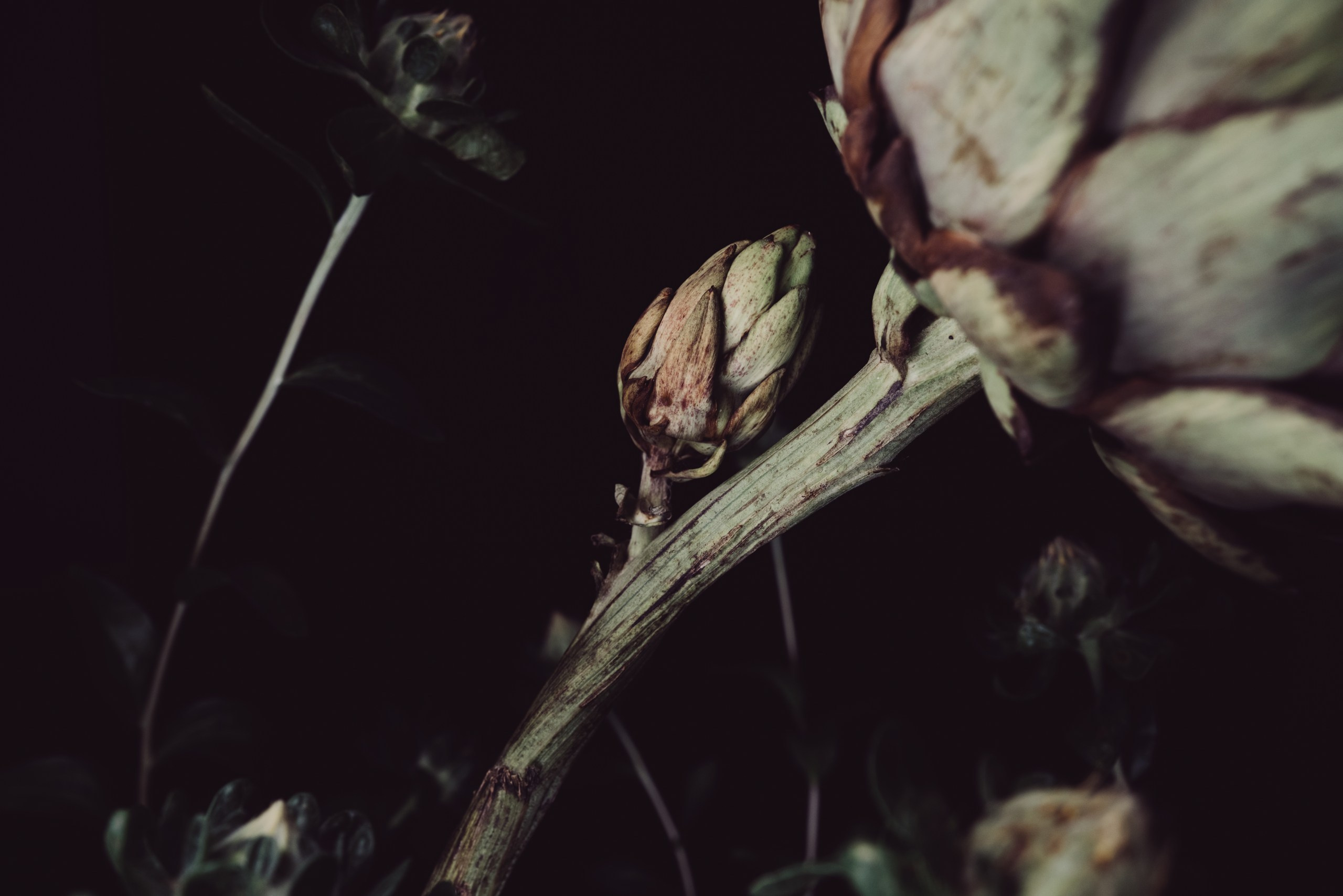 Flowers photoshoots. Zamira Sozieva ~ Portrait Photographer ~ Moscow