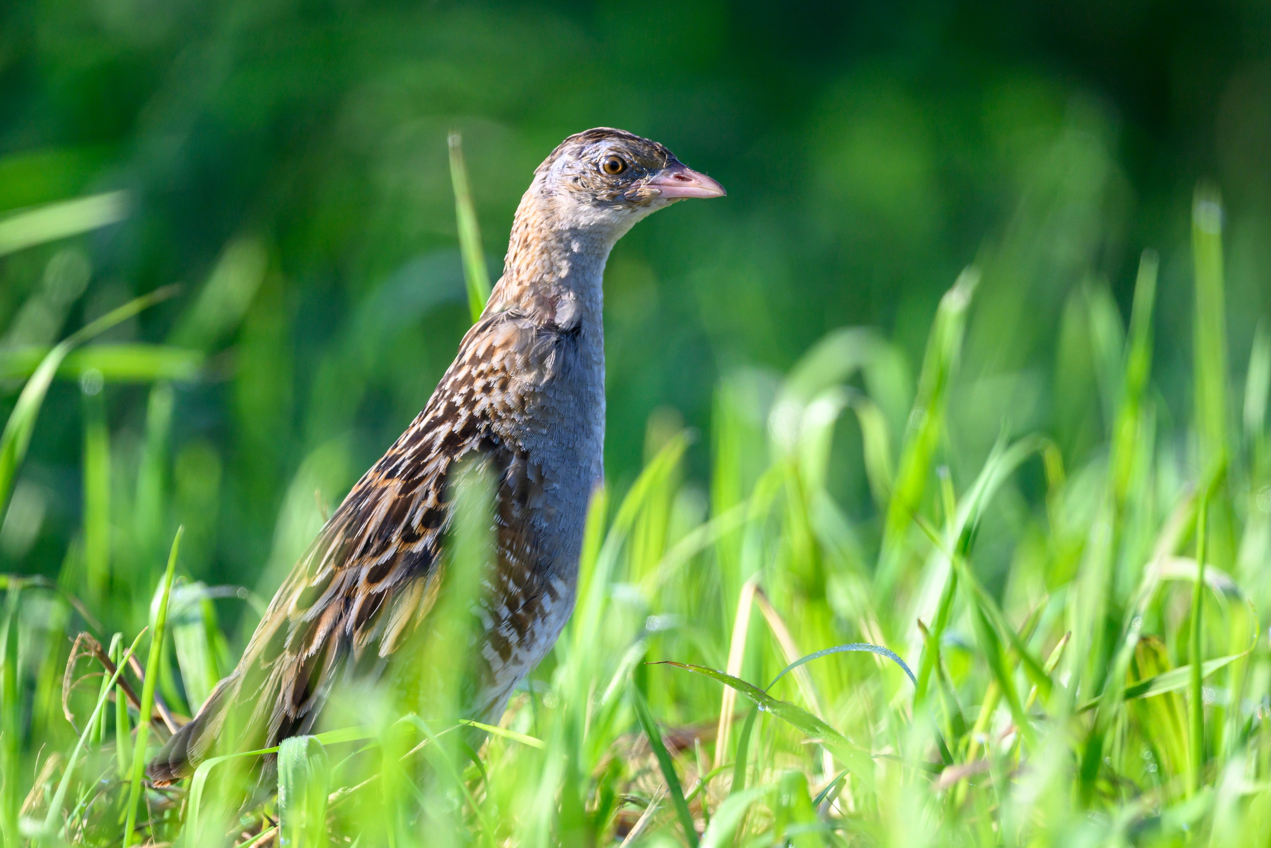 Перепела и коростель. Фотограф Сергей Пупонин
