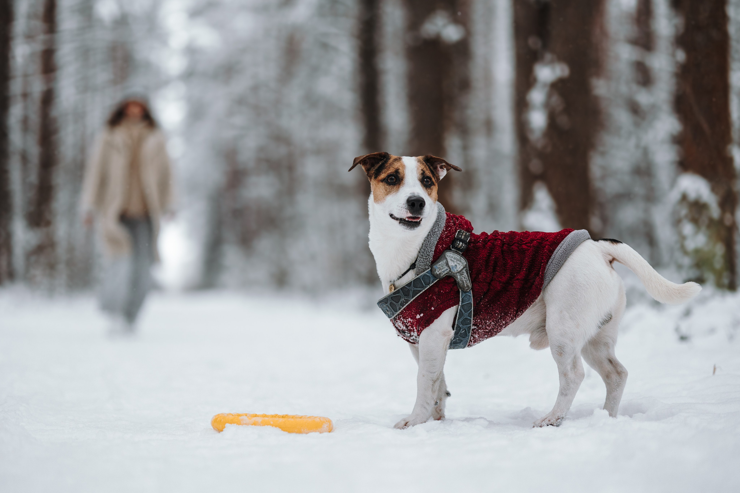 Мики и его семья. Фотограф — Анималист | Санкт-Петербург