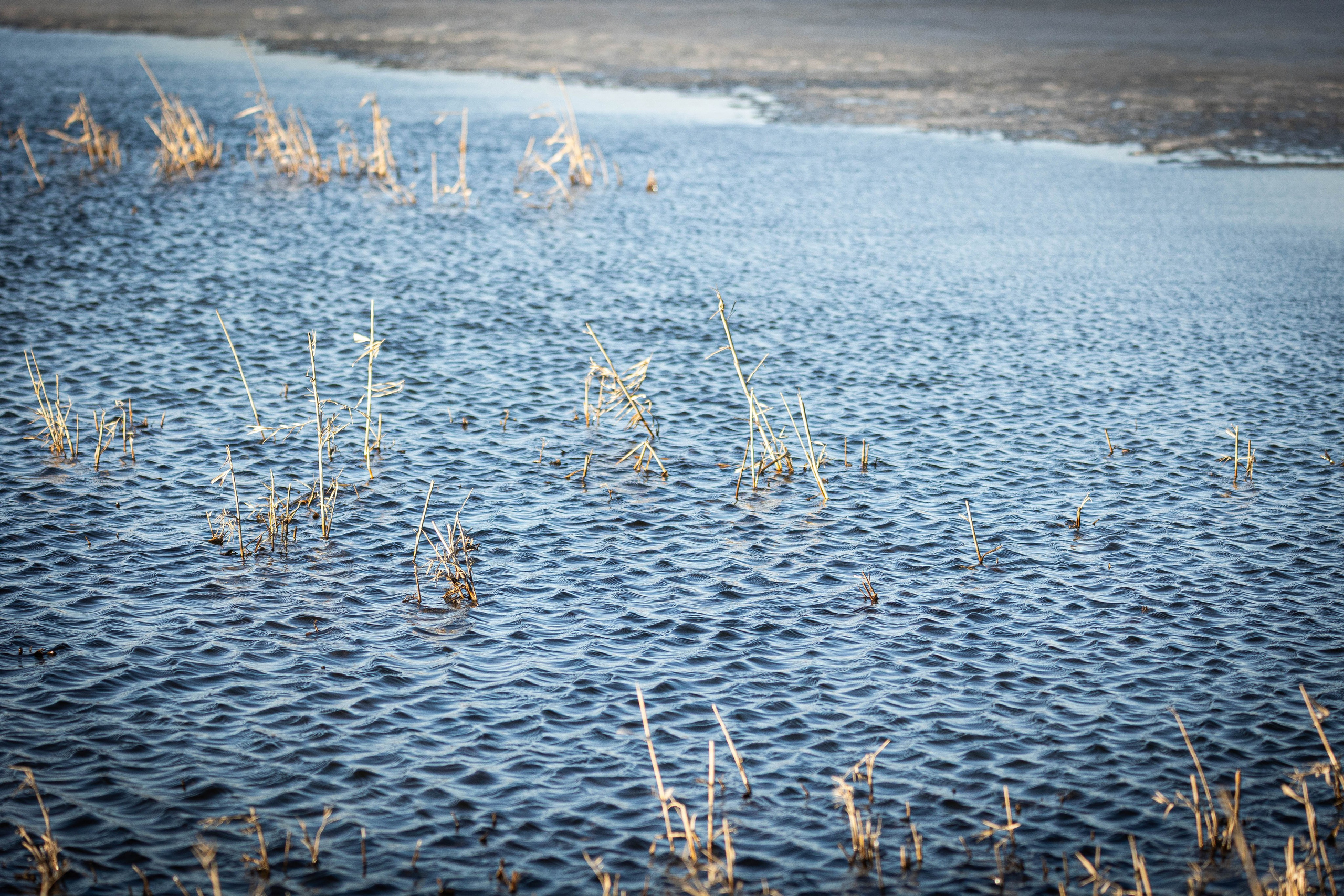 Дикий животный мир. Фотограф-АниМалист Анна Абрамова