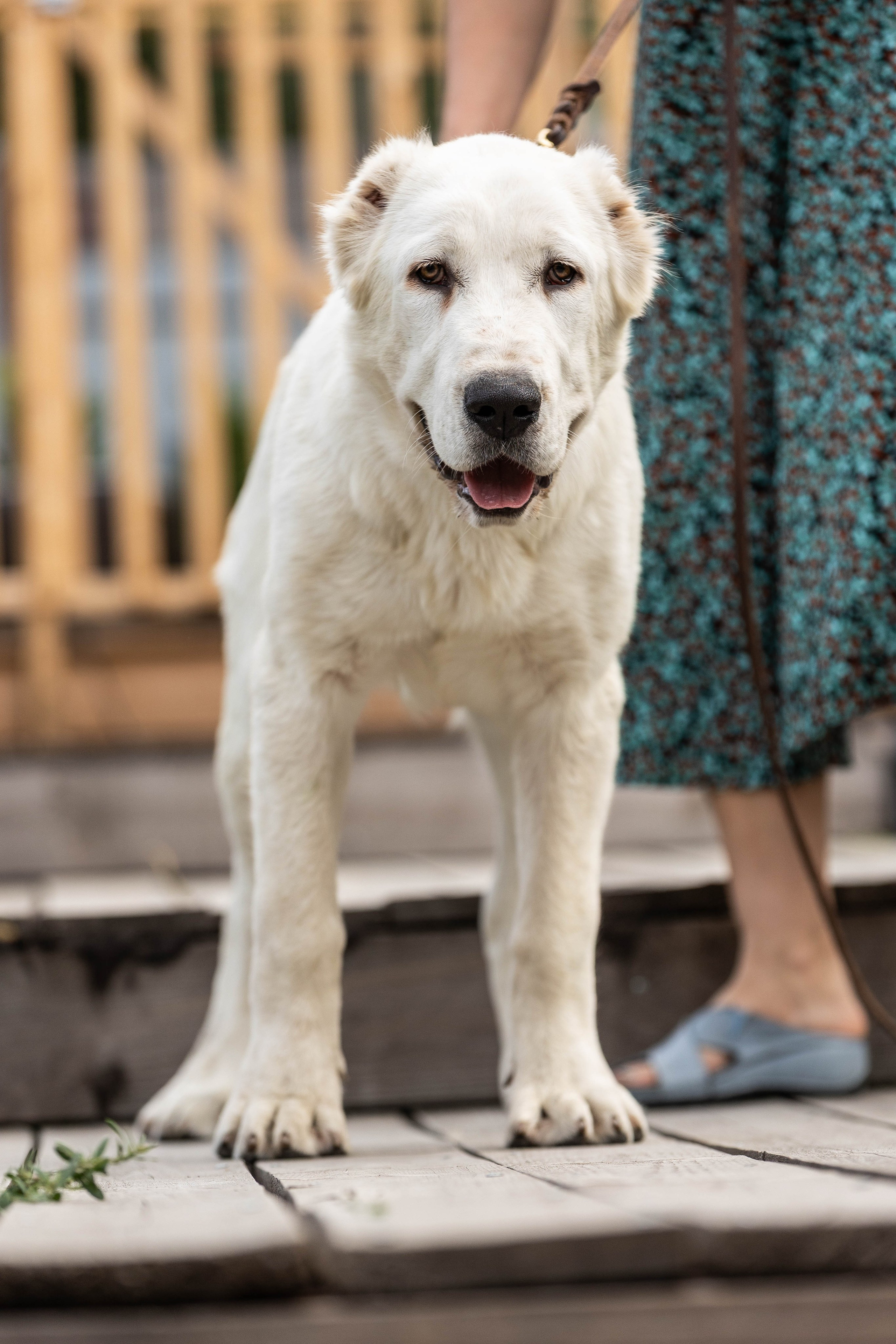 Иншала и Сирена. Фотограф-АниМалист Анна Абрамова