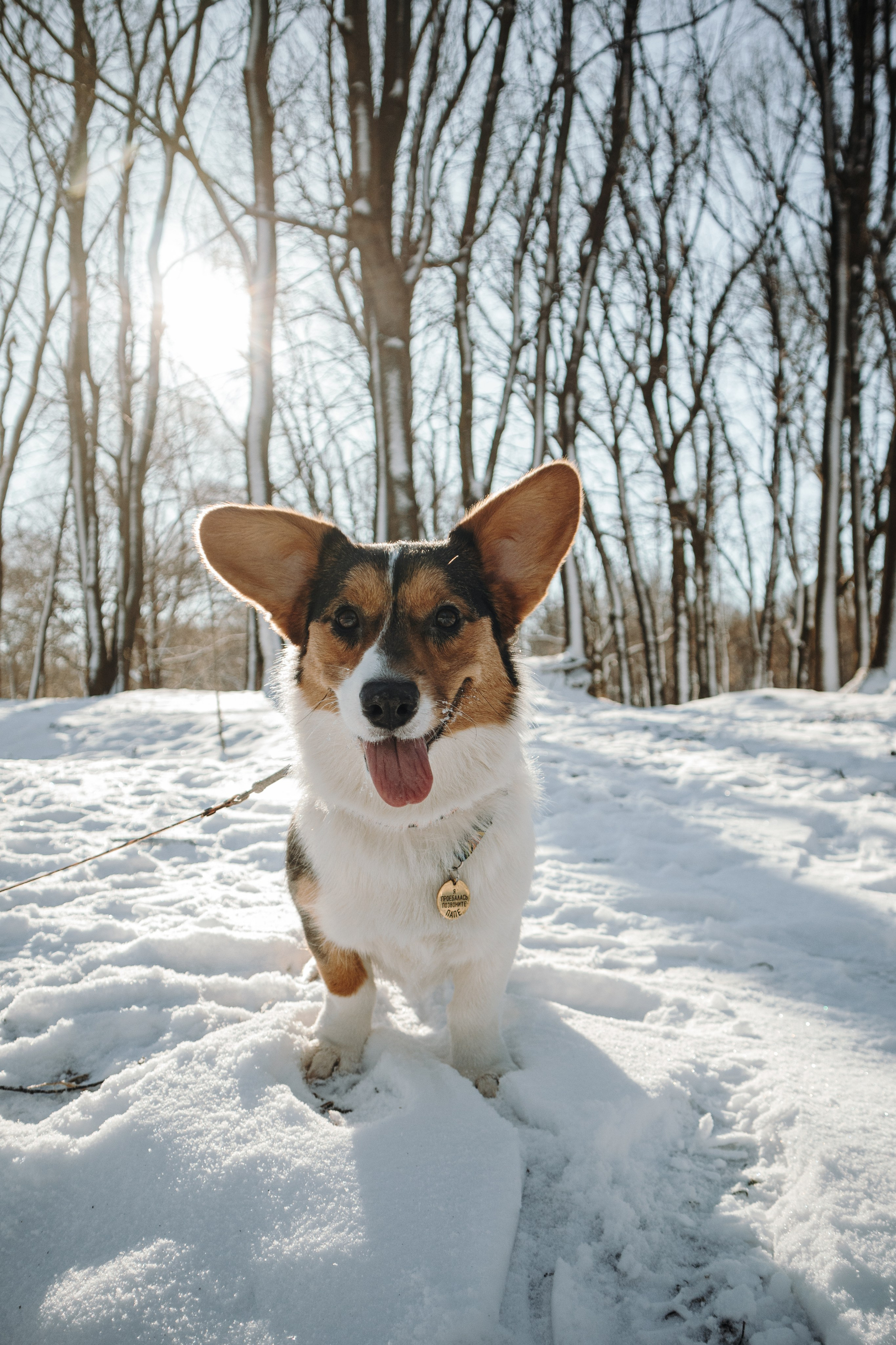 Катя и Дора. Фотограф-анималист в Санкт-Петербурге