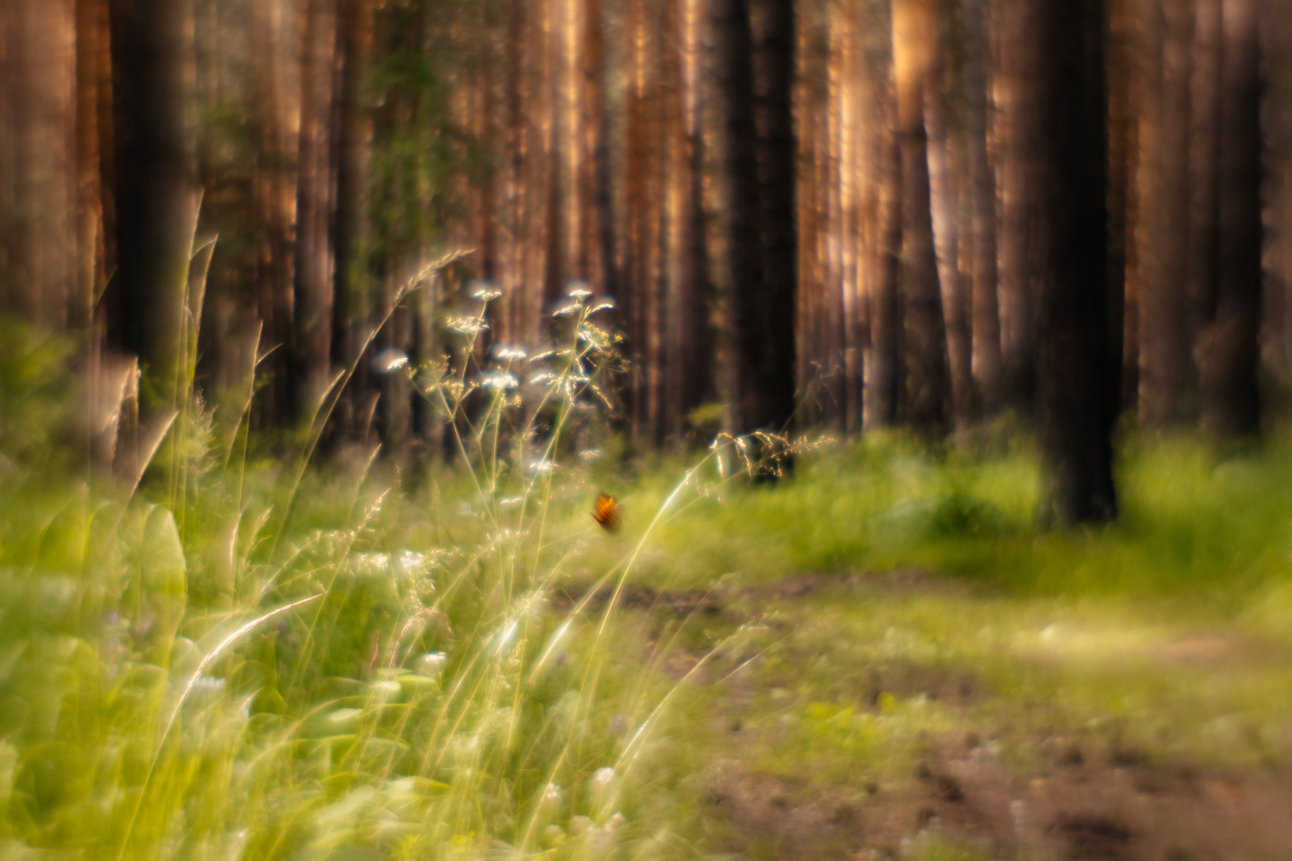 Сны о детстве. Фотограф в Красноярске Оксана Корчагина