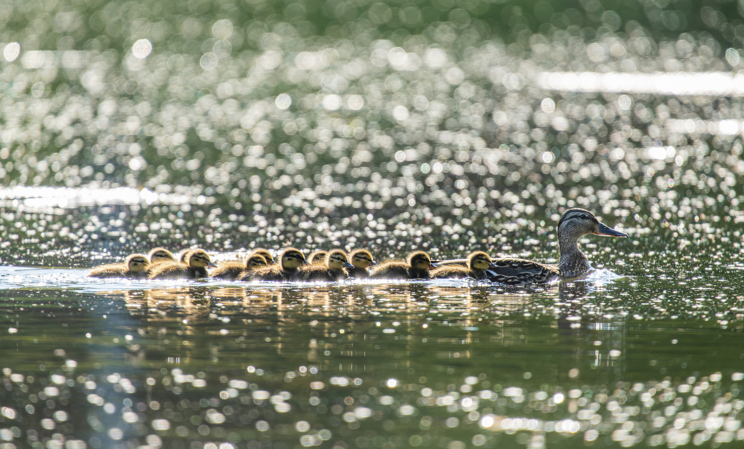 Анималистика. Константин Дем | Фотограф