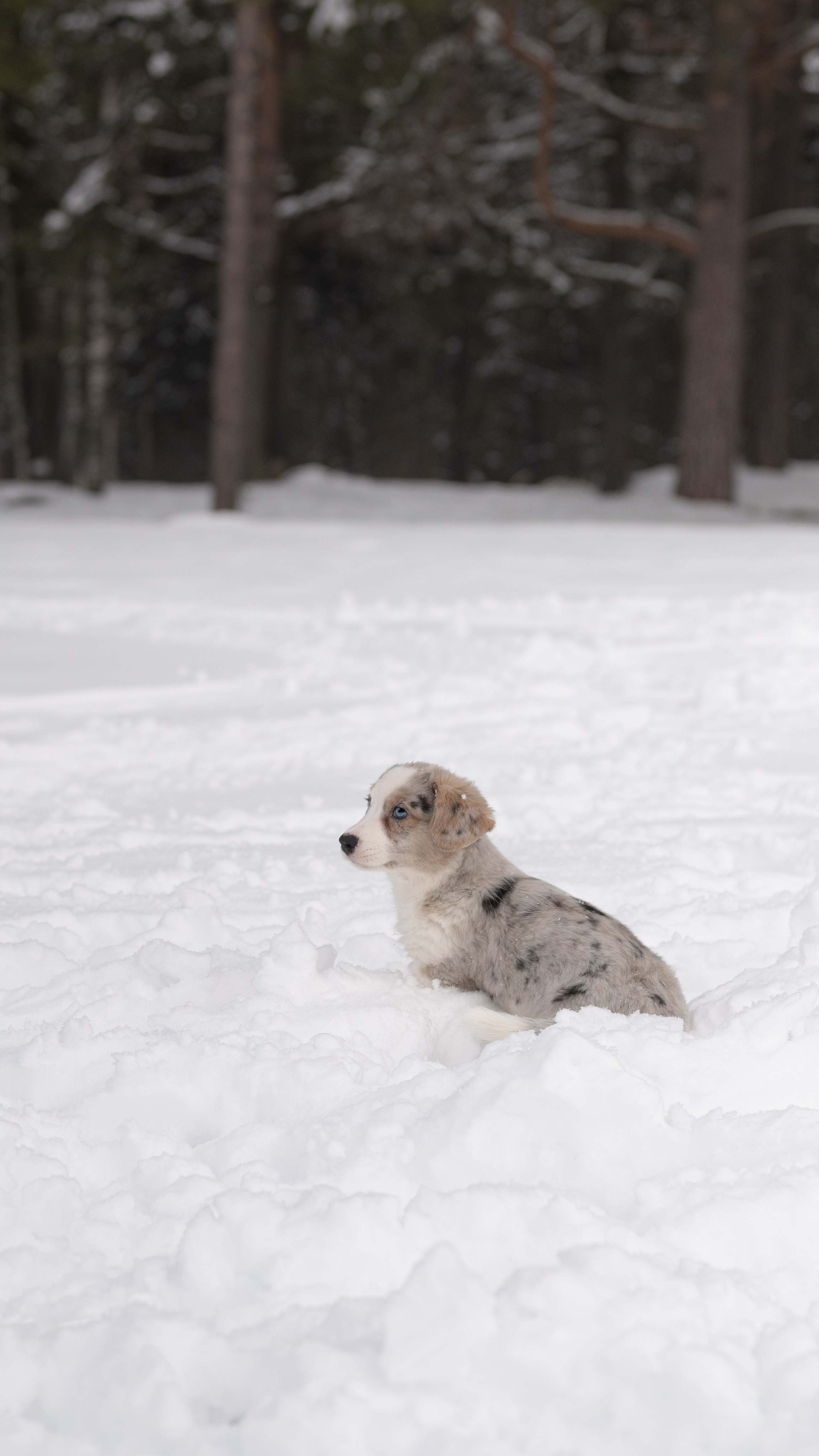 Вы и ваши питомцы. Фотограф в Санкт-Петербурге Александра Ладыгина