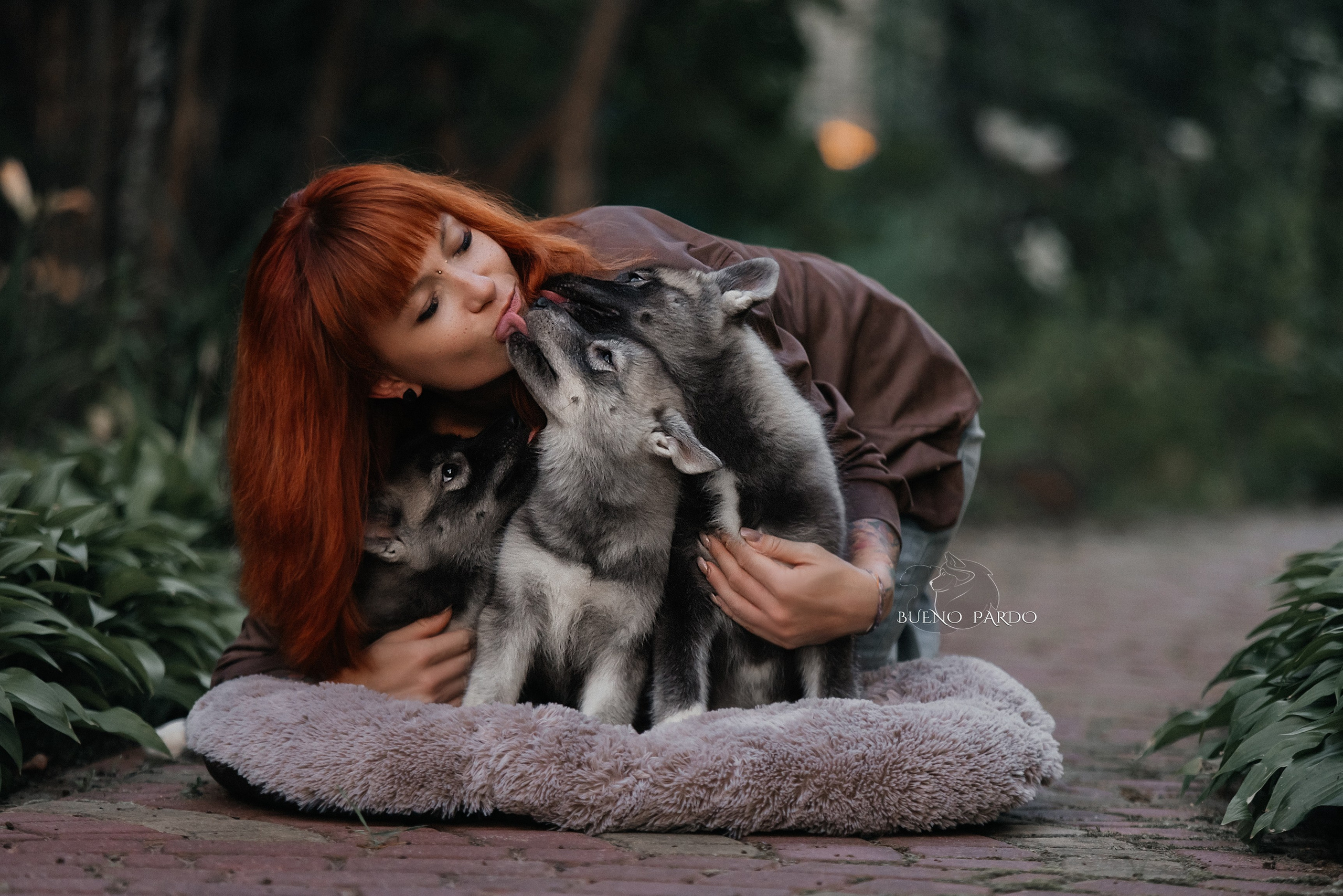 Щенки сибирского хаски из питомника. Питомник собак Акита, Хаски, Корги