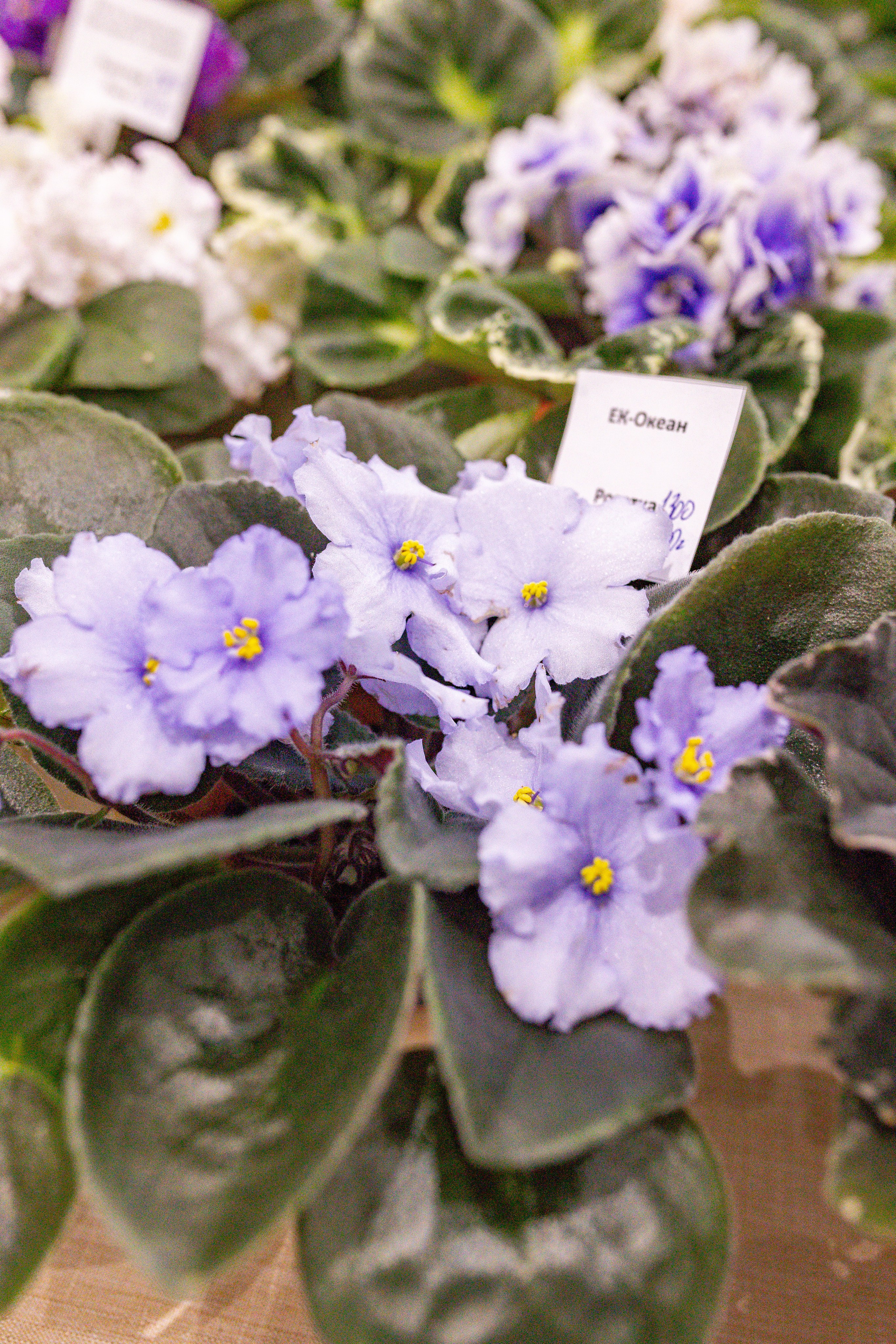 Орхидиум сентябрь 2025. Александра Куликова фотограф, Москва