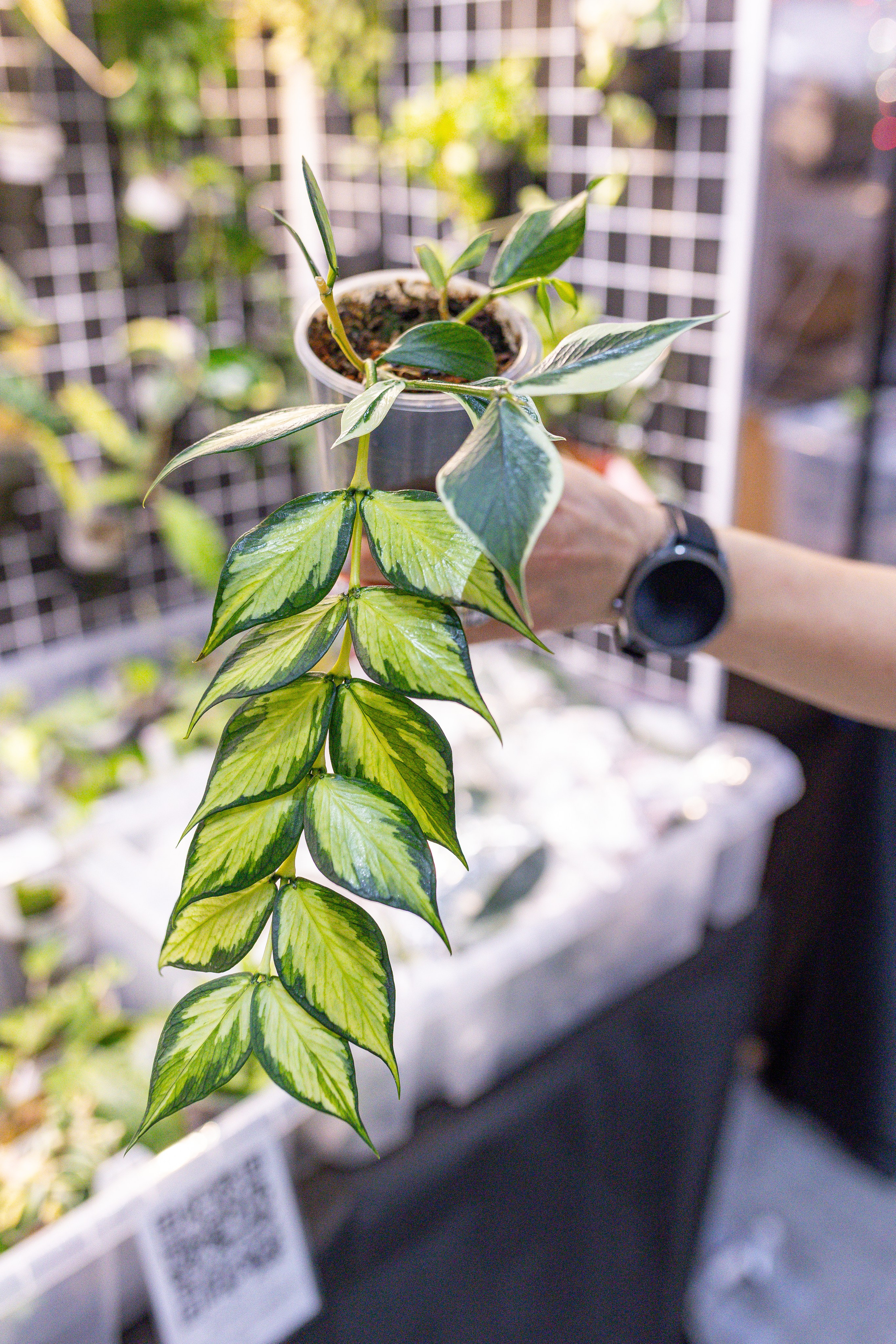 Орхидиум 12.2025. Александра Куликова фотограф, Москва