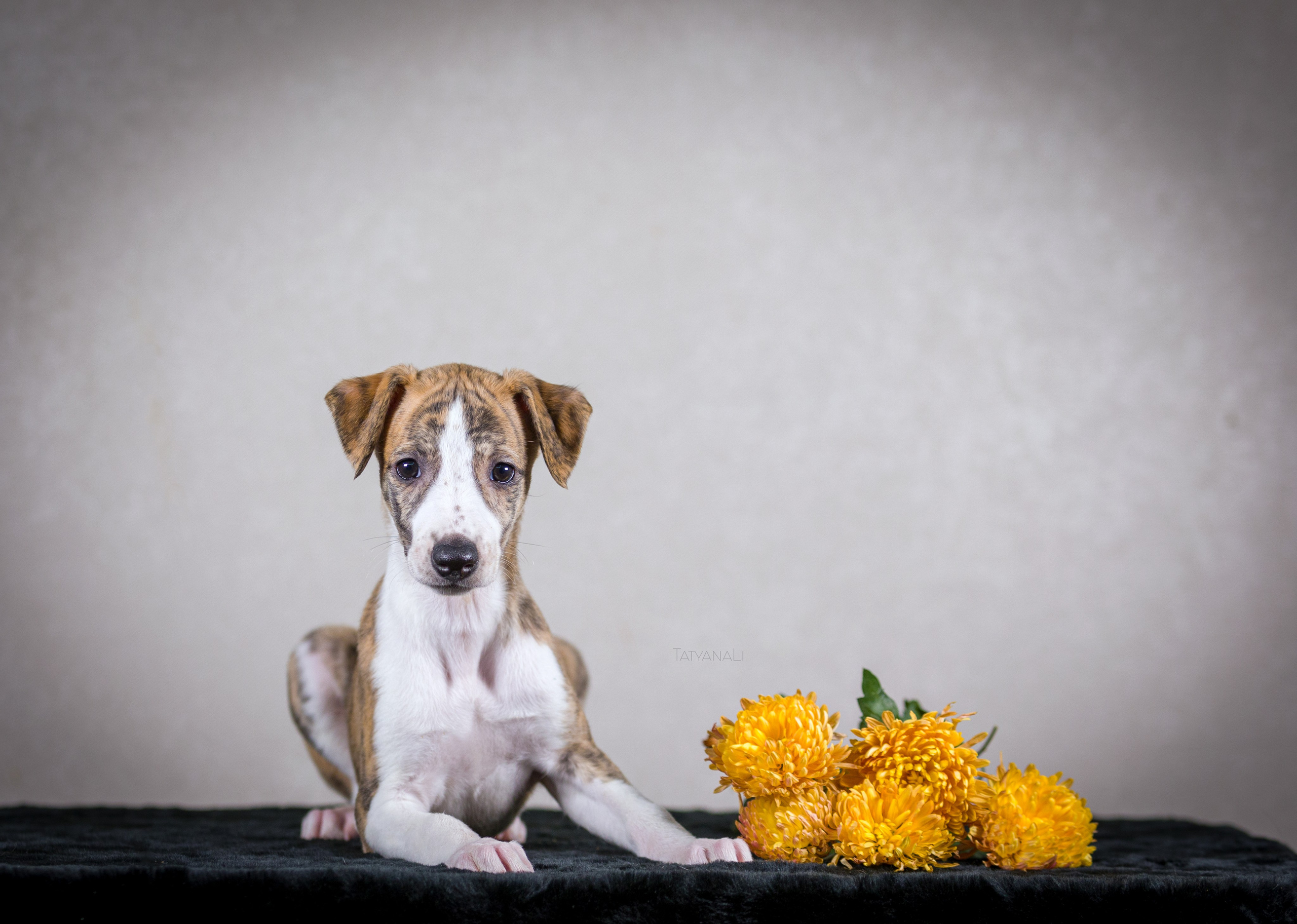 Уиппет. Фотограф — анималист Татьяна Ли