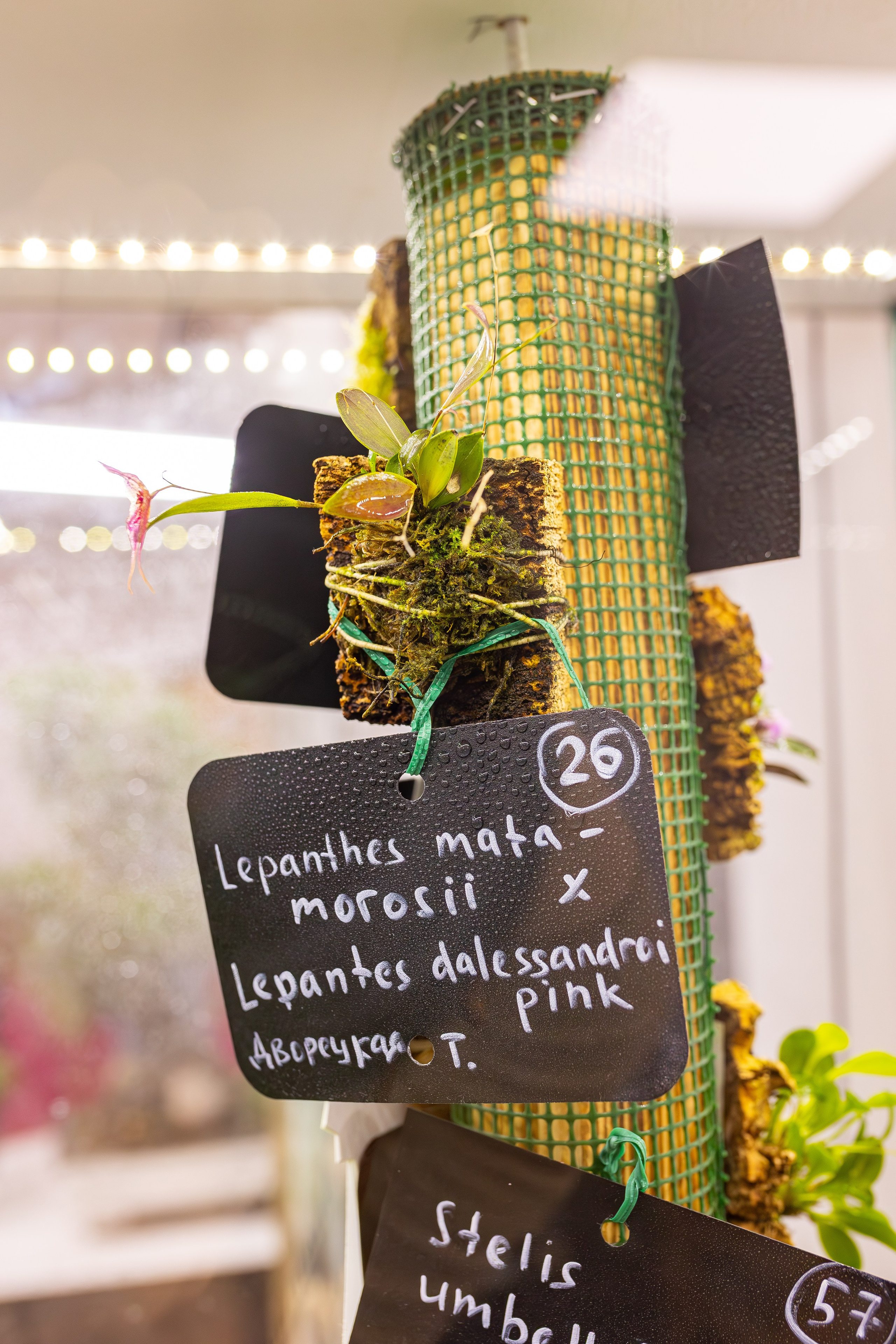 Орхидиум сентябрь 2025. Александра Куликова фотограф, Москва