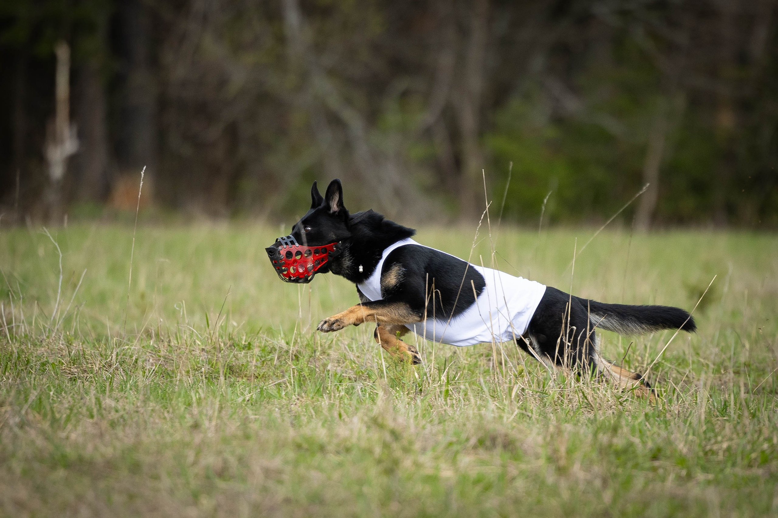 Курсинг. Фотограф Анималист в Перми Анастасия Остерман