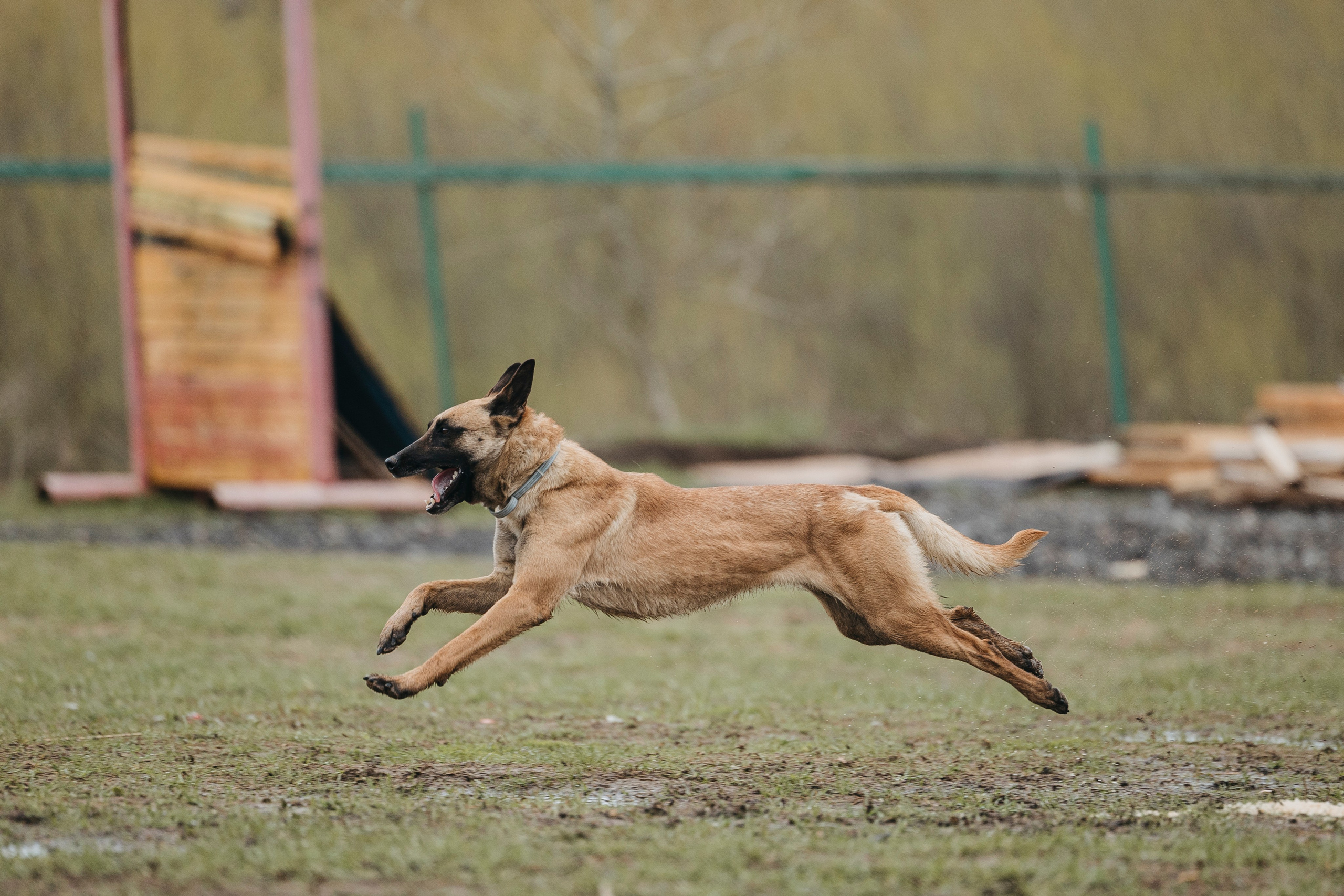 09.05.25 Вологда соревнования. Фотограф-анималист Анна Маринич