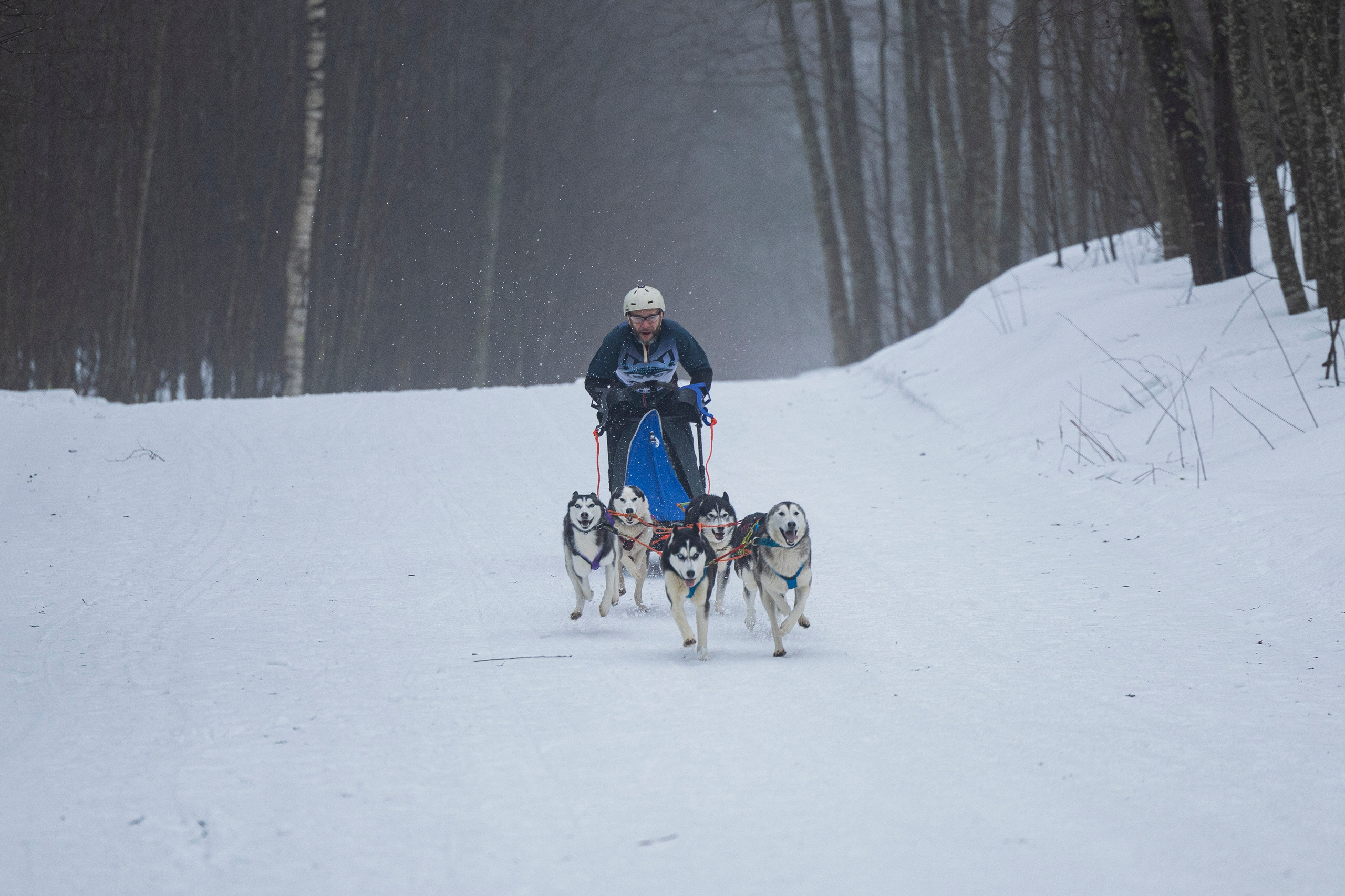 Зимний Чемпионат Санкт-Петербурга по ездовому спорту. Фотограф-анималист Анна Маринич