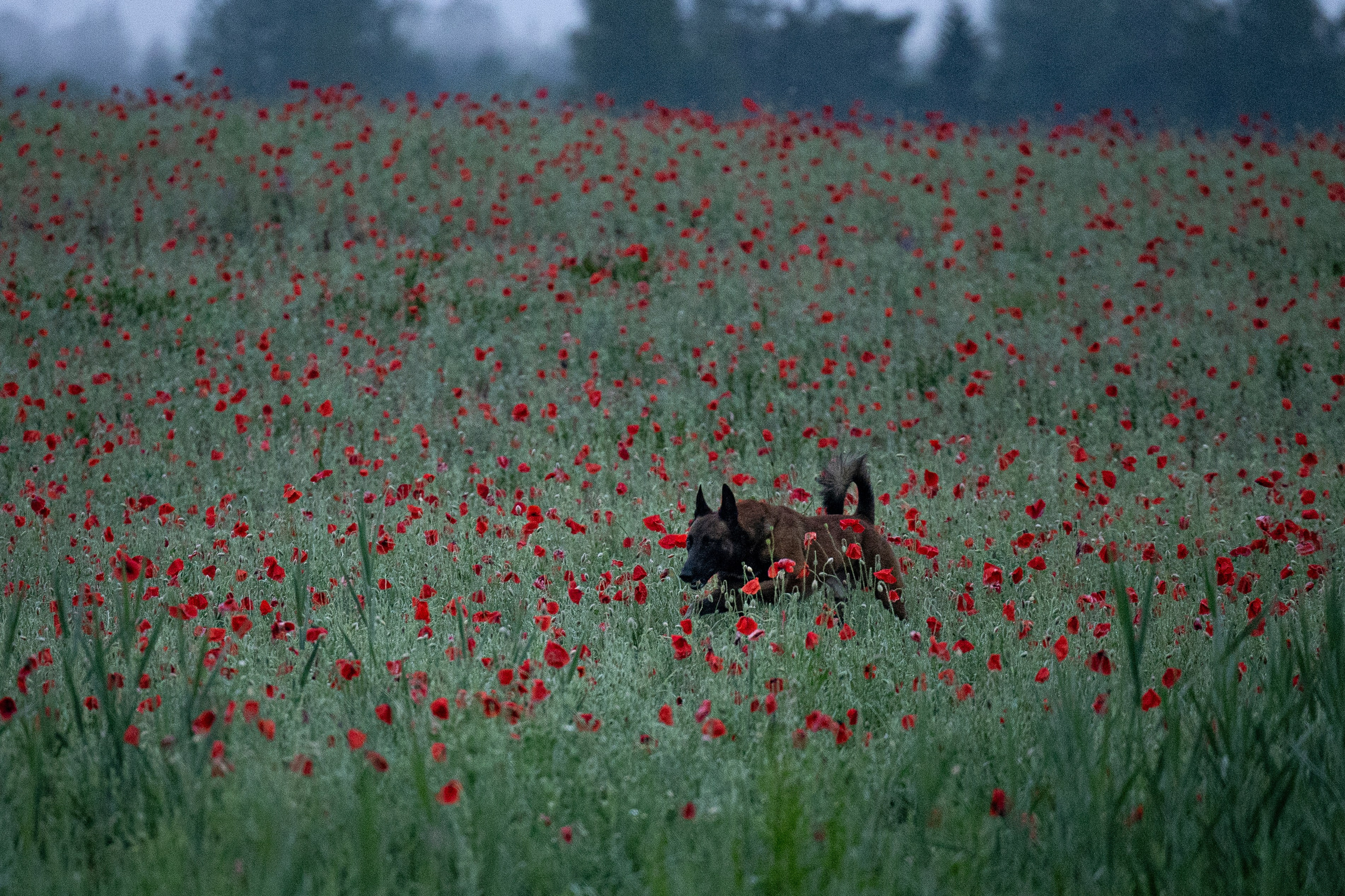 Маковое поле. Фотограф-анималист Анна Маринич