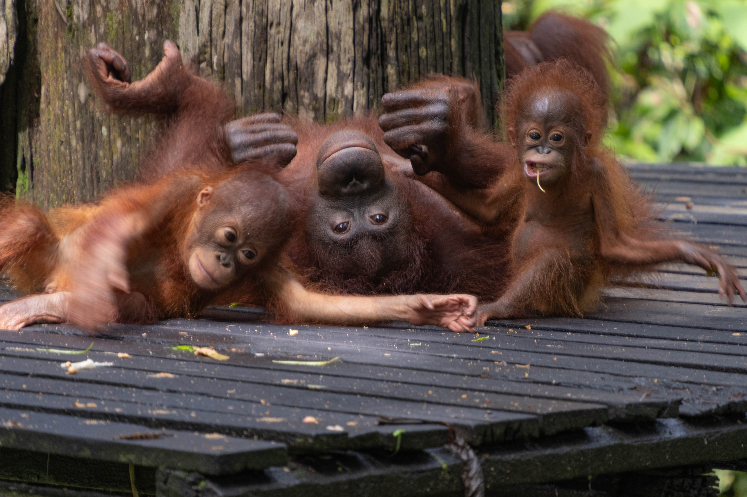 О. Борнео, г. Сандакан. В мире животных. Фотографии из путешествий