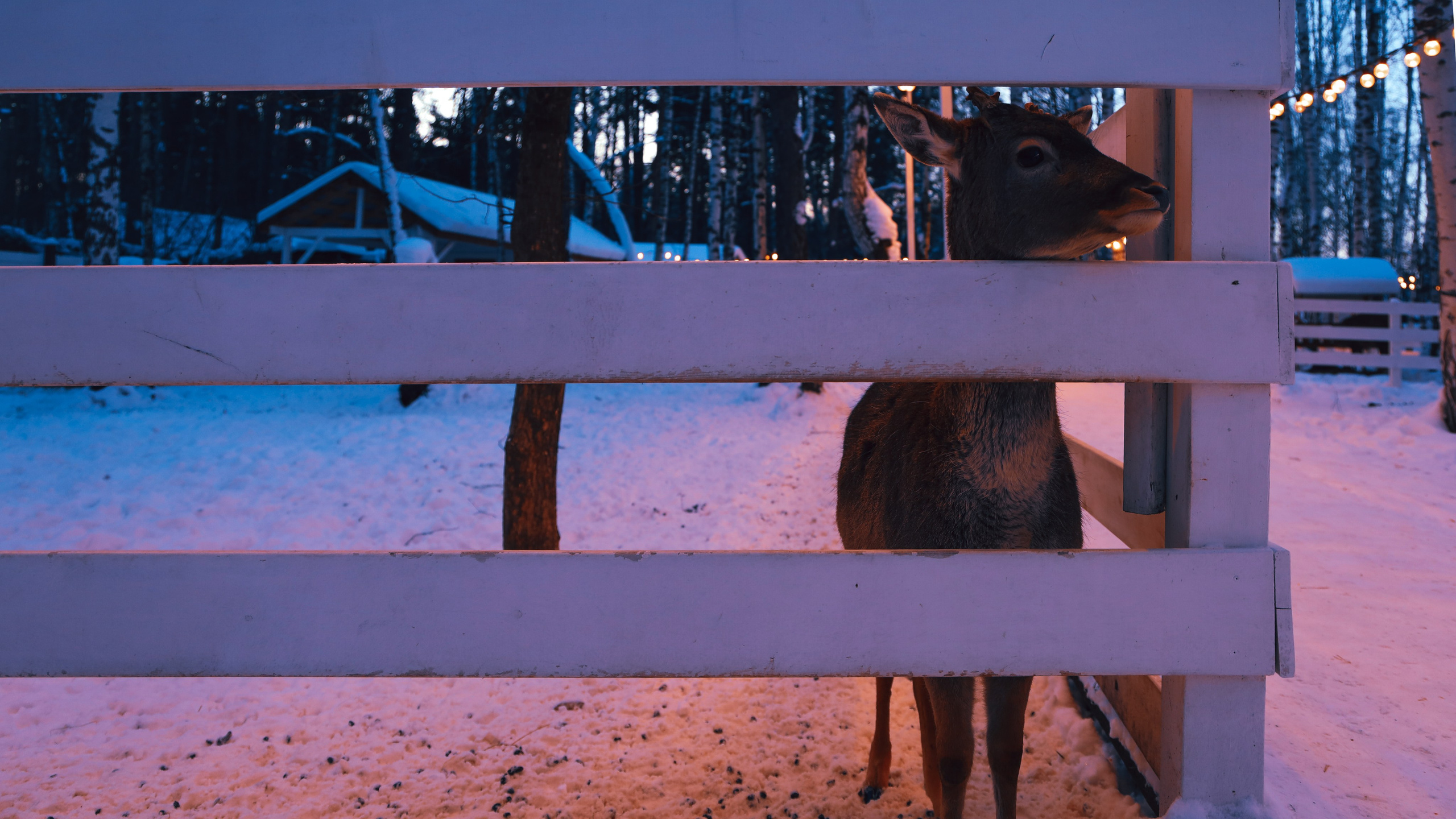 Alpaca park. Фотограф/дизайнер в Екатеринбурге Хитрый Дмитрий
