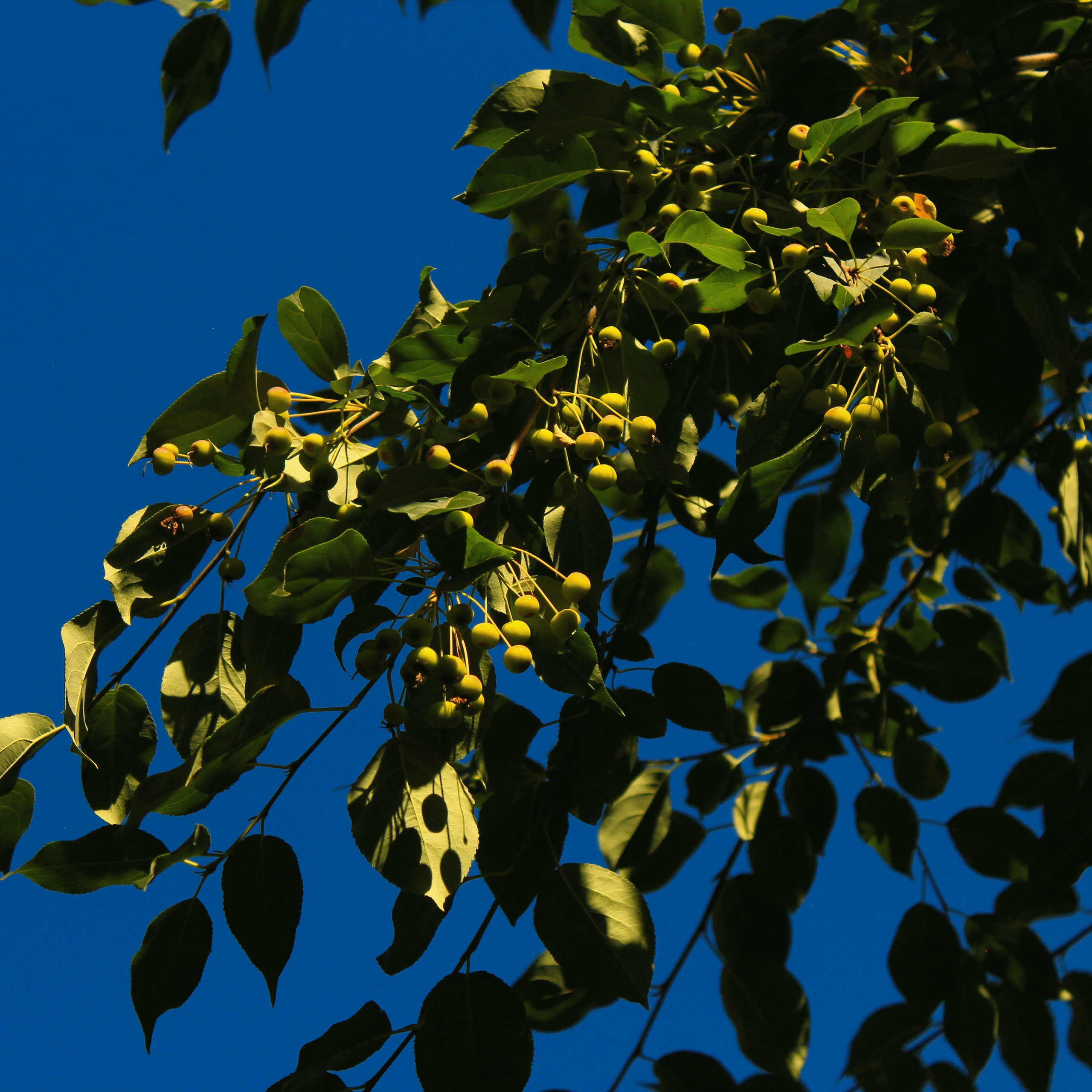 Summertime. Фотограф/дизайнер в Екатеринбурге Хитрый Дмитрий