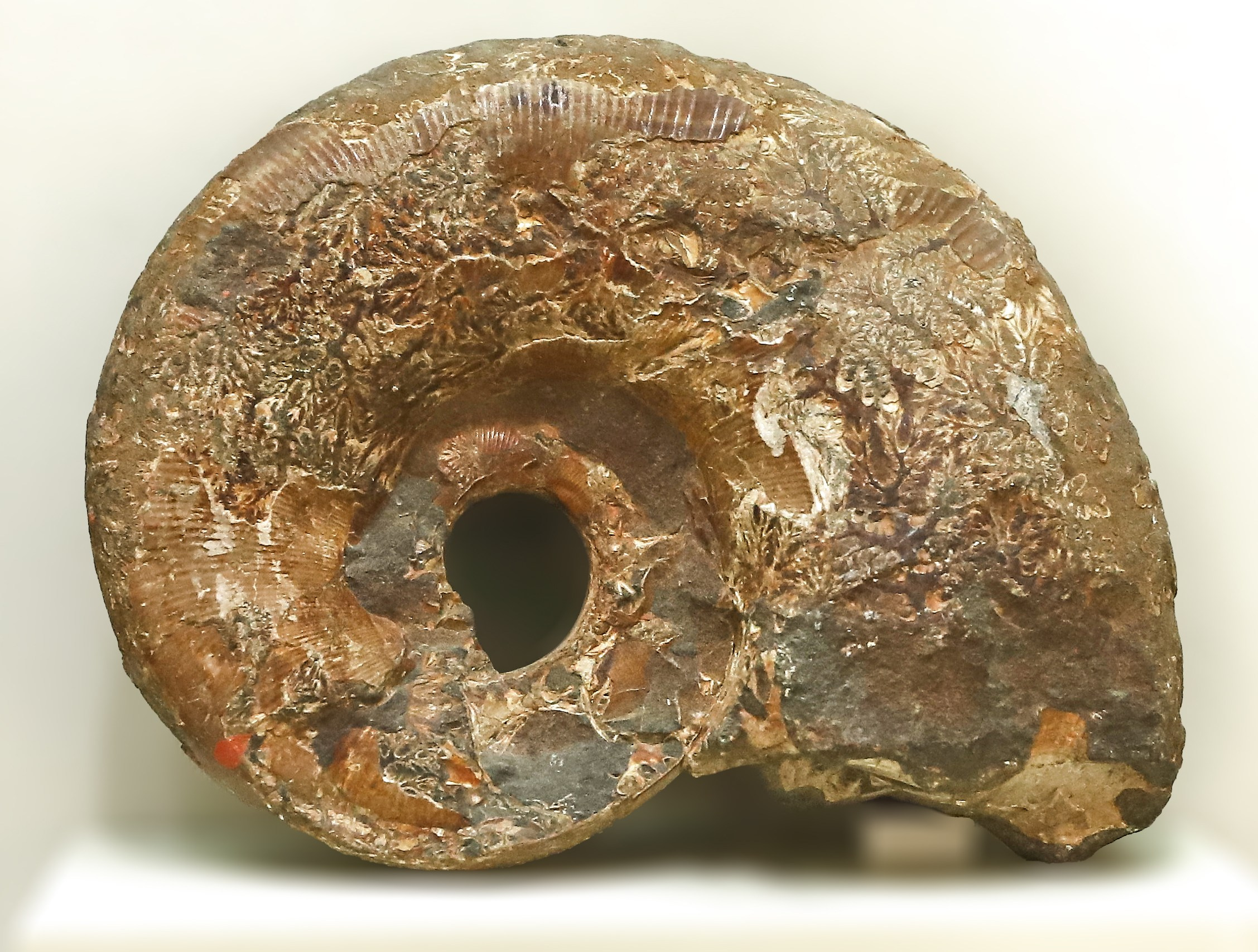 Каменная летопись. Фотограф Юлия Маринина