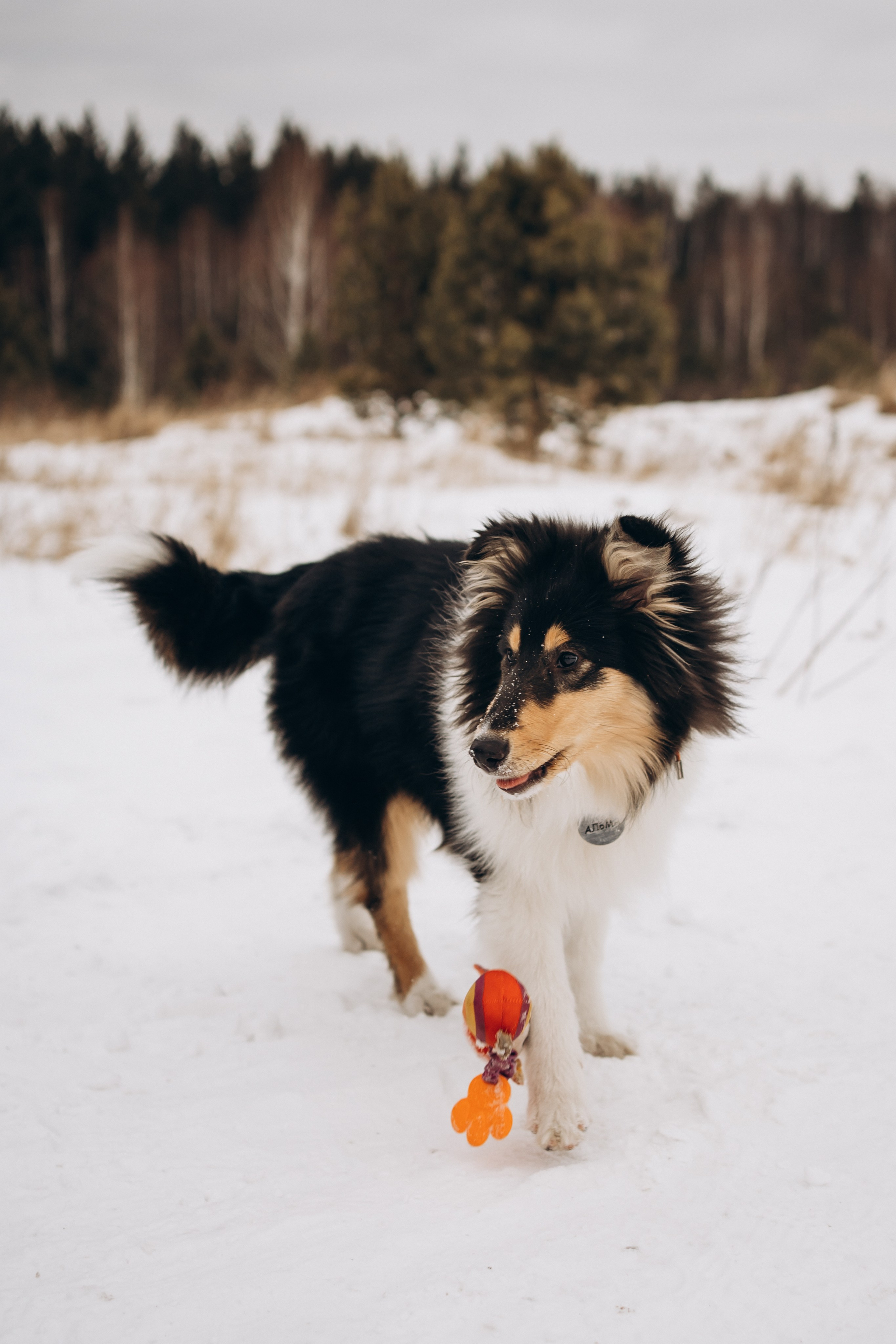 Альма. Фотограф-анималист Анастасия Большакова