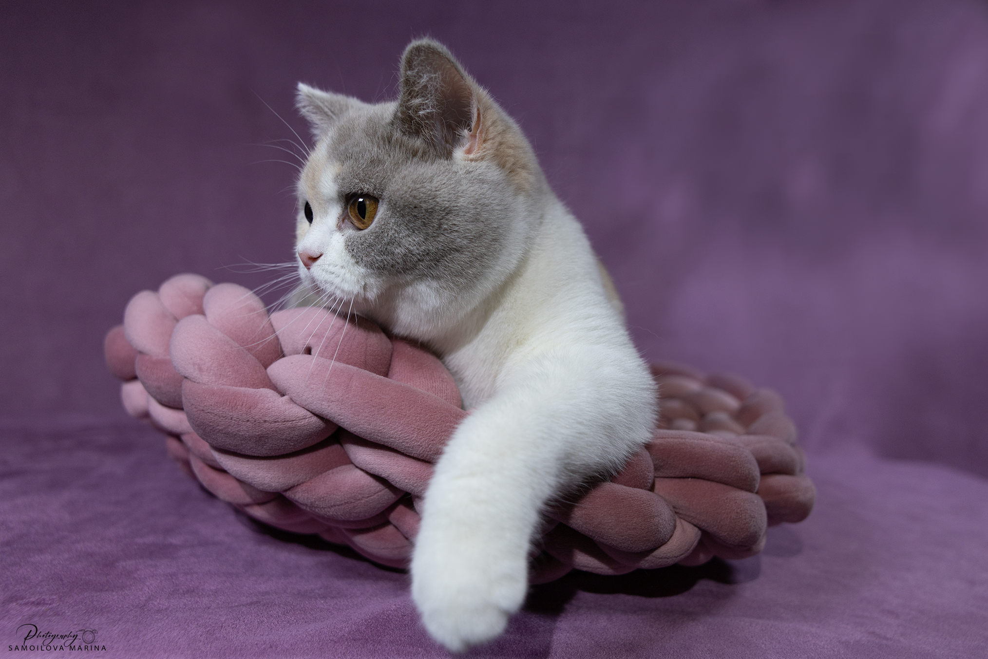 Кошки. Фотограф-анималист в Москве и МО Самойлова Марина