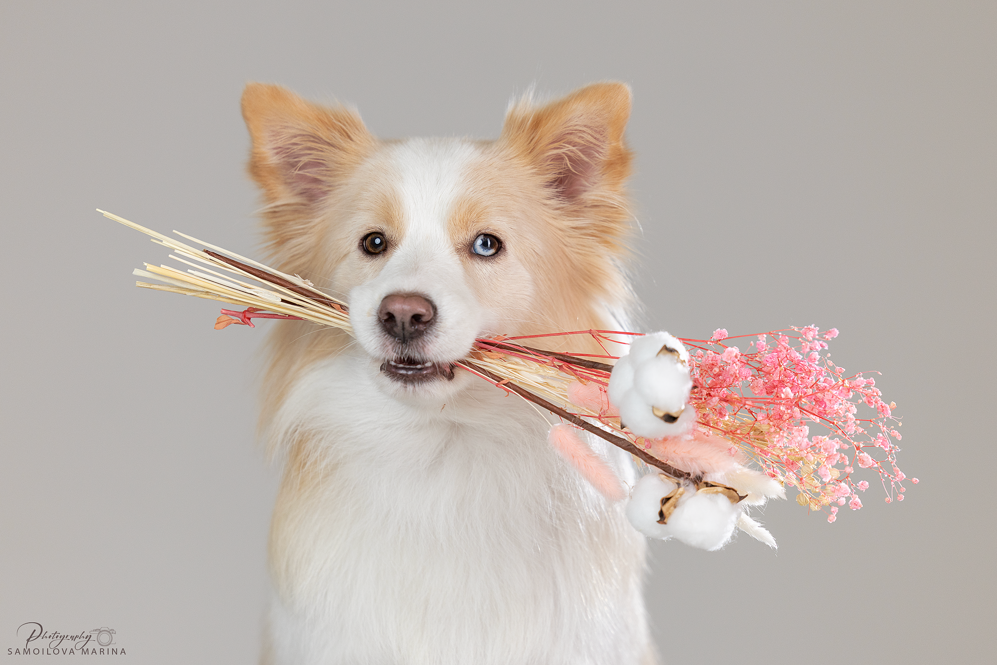 Студийная съёмка. Фотограф-анималист в Москве и МО Самойлова Марина