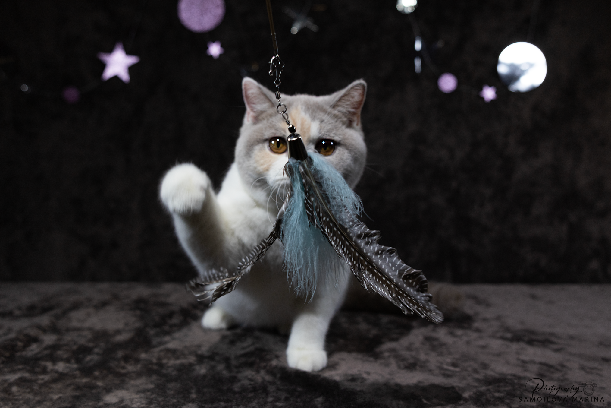 Кошки. Фотограф-анималист в Москве и МО Самойлова Марина