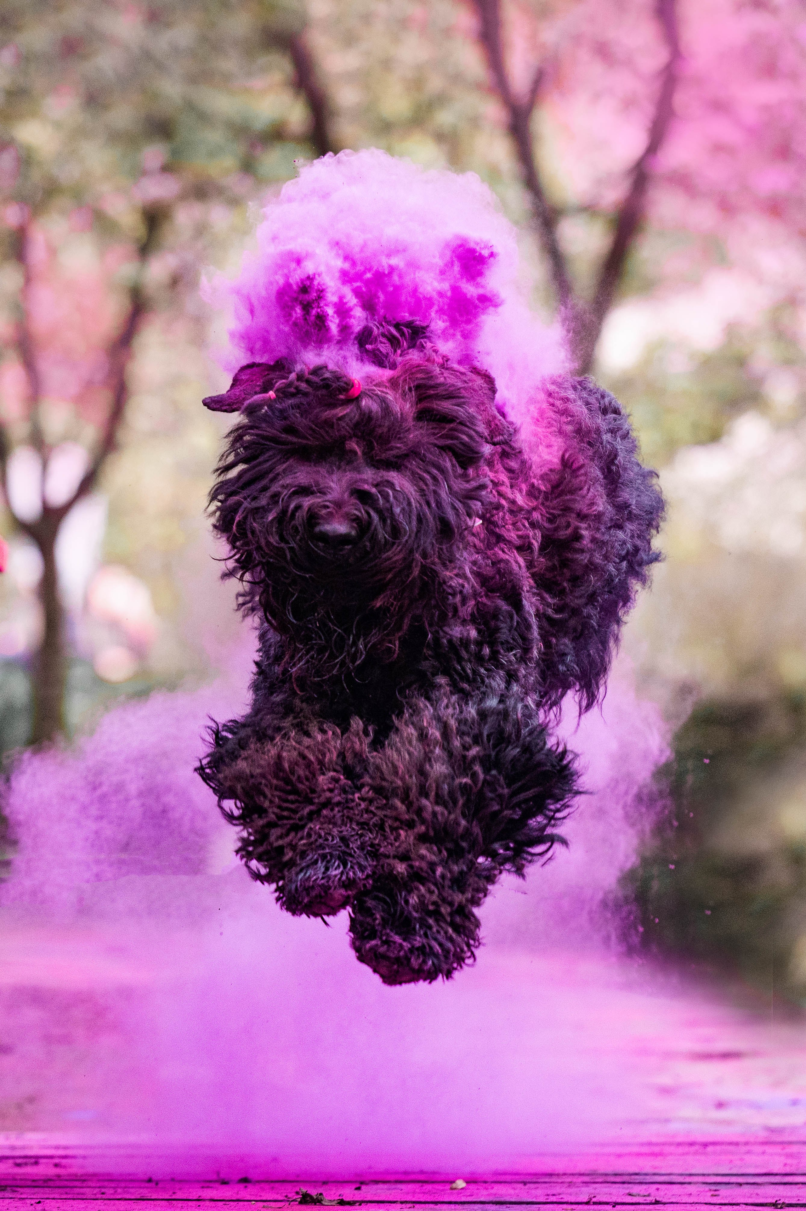 Черныши, сакура и краски холи. Фотограф-анималист