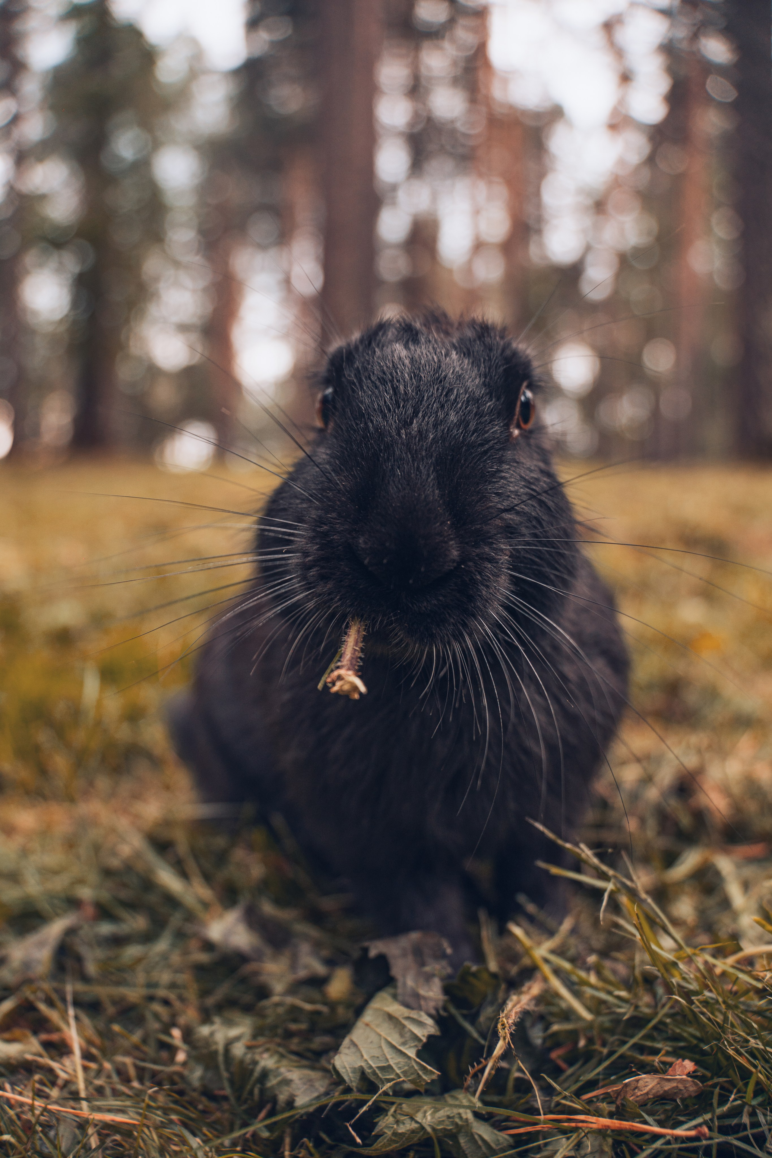 Кролик Республика Алтай  Россия Путешествия gusarov2906 