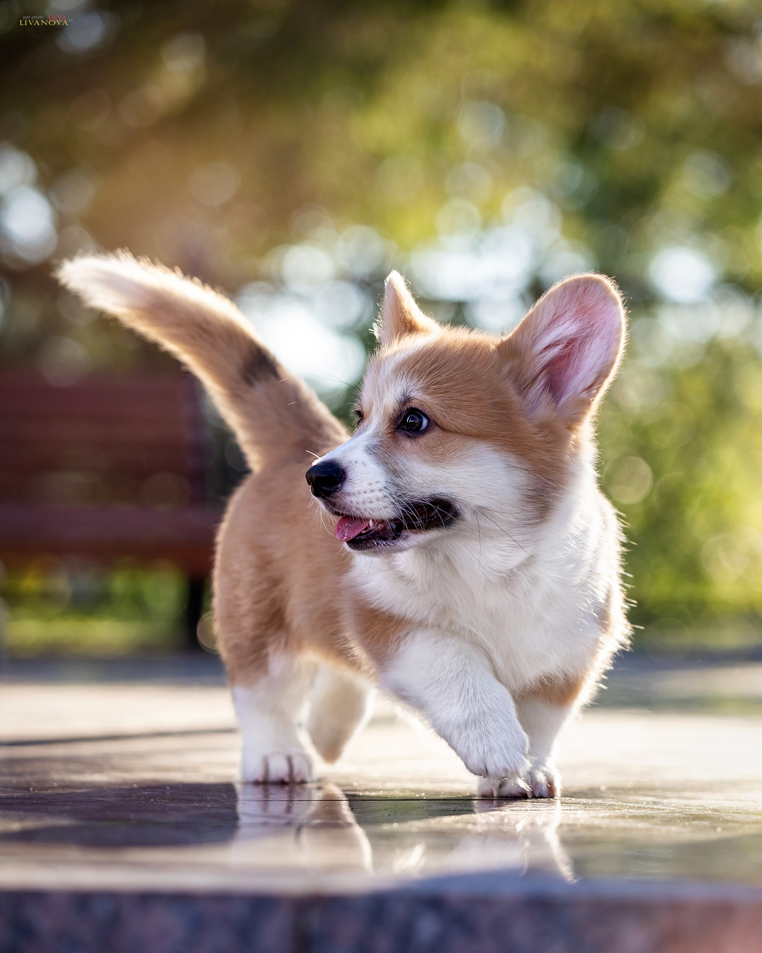 Коржики. Фотограф анималист Аня Ливанова | Рыбинск