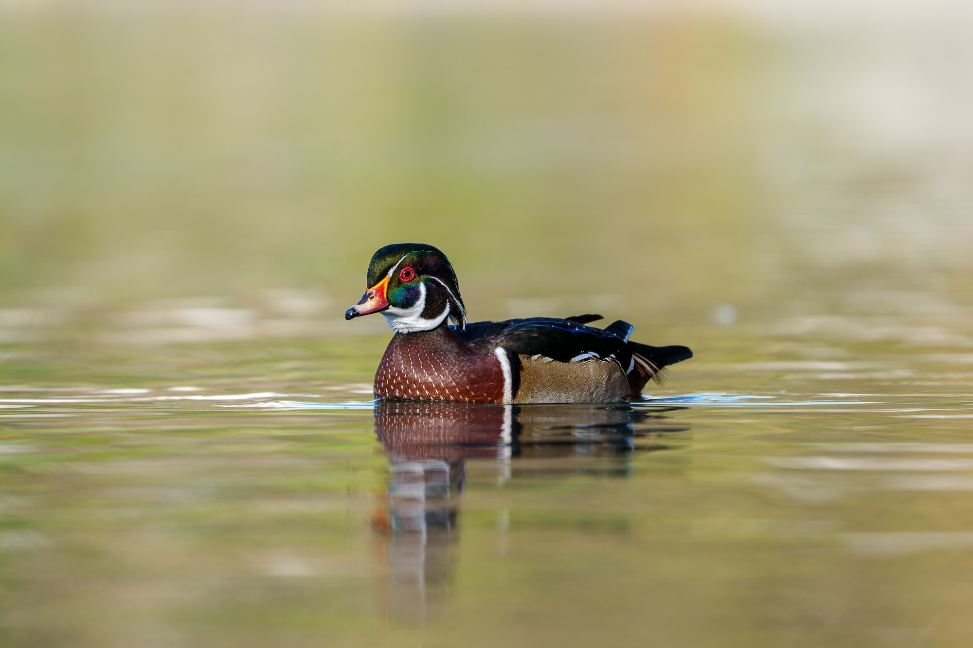 Удивительные мир птиц. Вокруг нас столько прекрасного — присмотритесь!. Ваш личный фотограф Марина Волкова