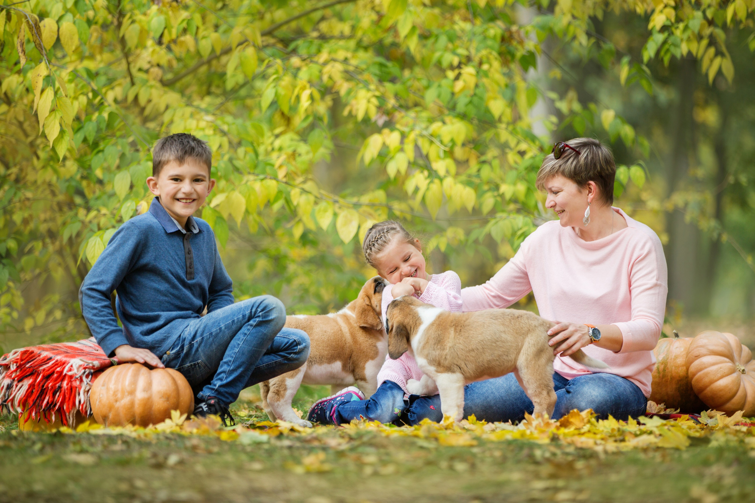 Щенки Сенбернары. Октябрь. Свадебный семейный и детский фотограф в Краснодаре Карина Федоровская