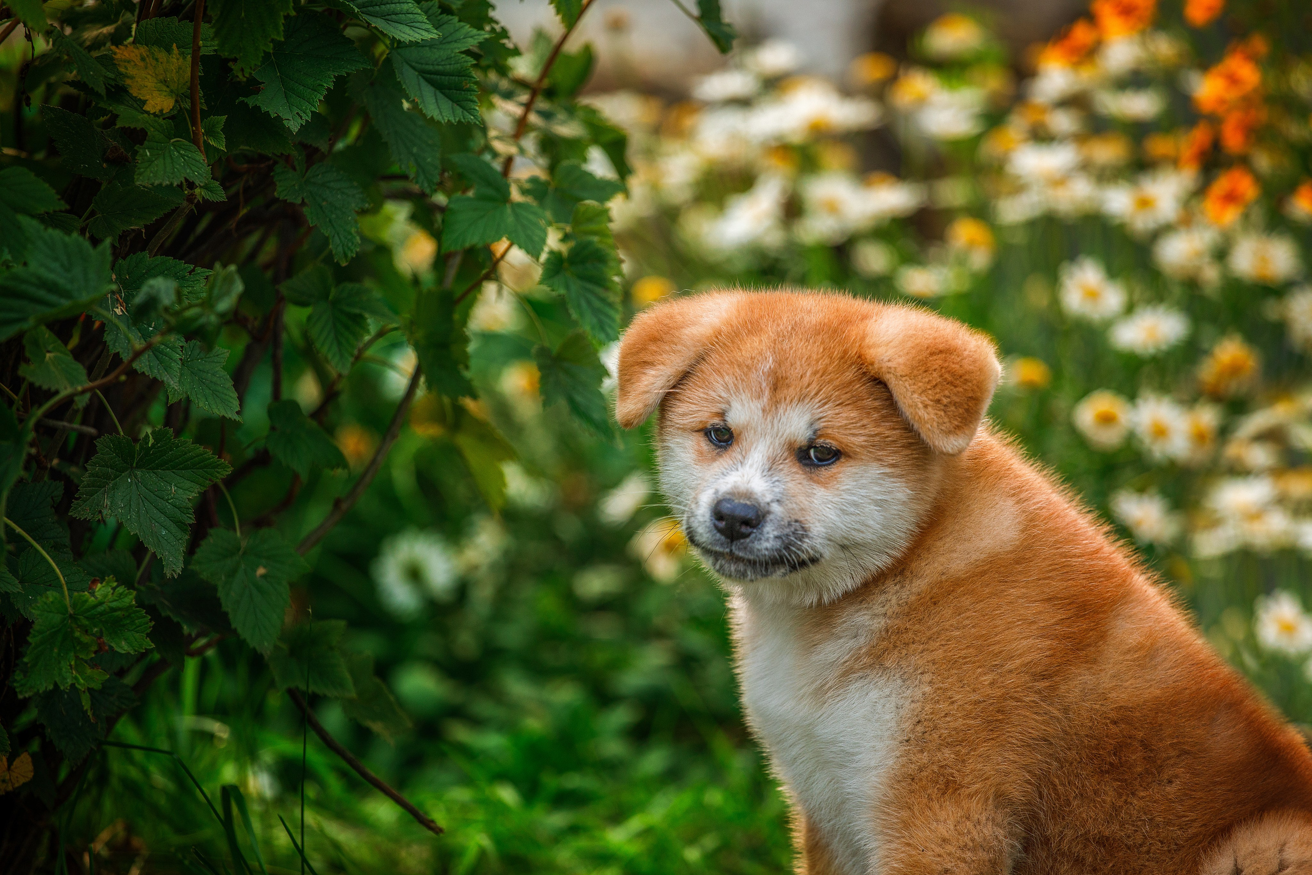 Фотосессия щенков. Фотограф для Вашей собаки