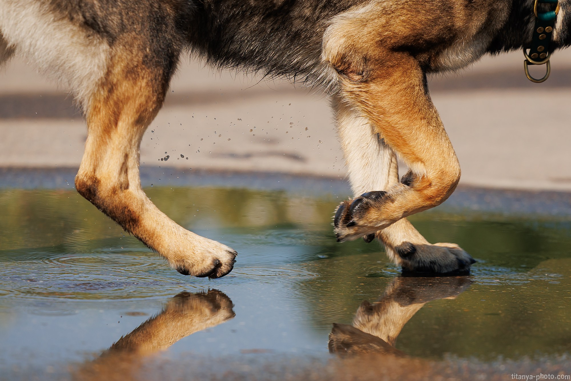 Маша и Харпи. Фотограф собак, фотограф-анималист Аня Титова (Titanya). Москва