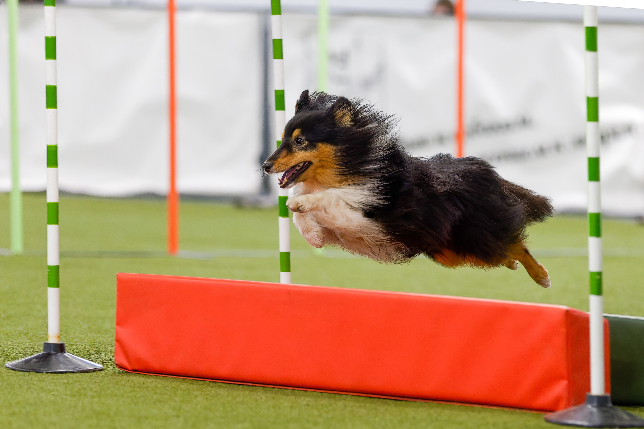 Кубок Пёсбурга 2025. Irenephoto.ru