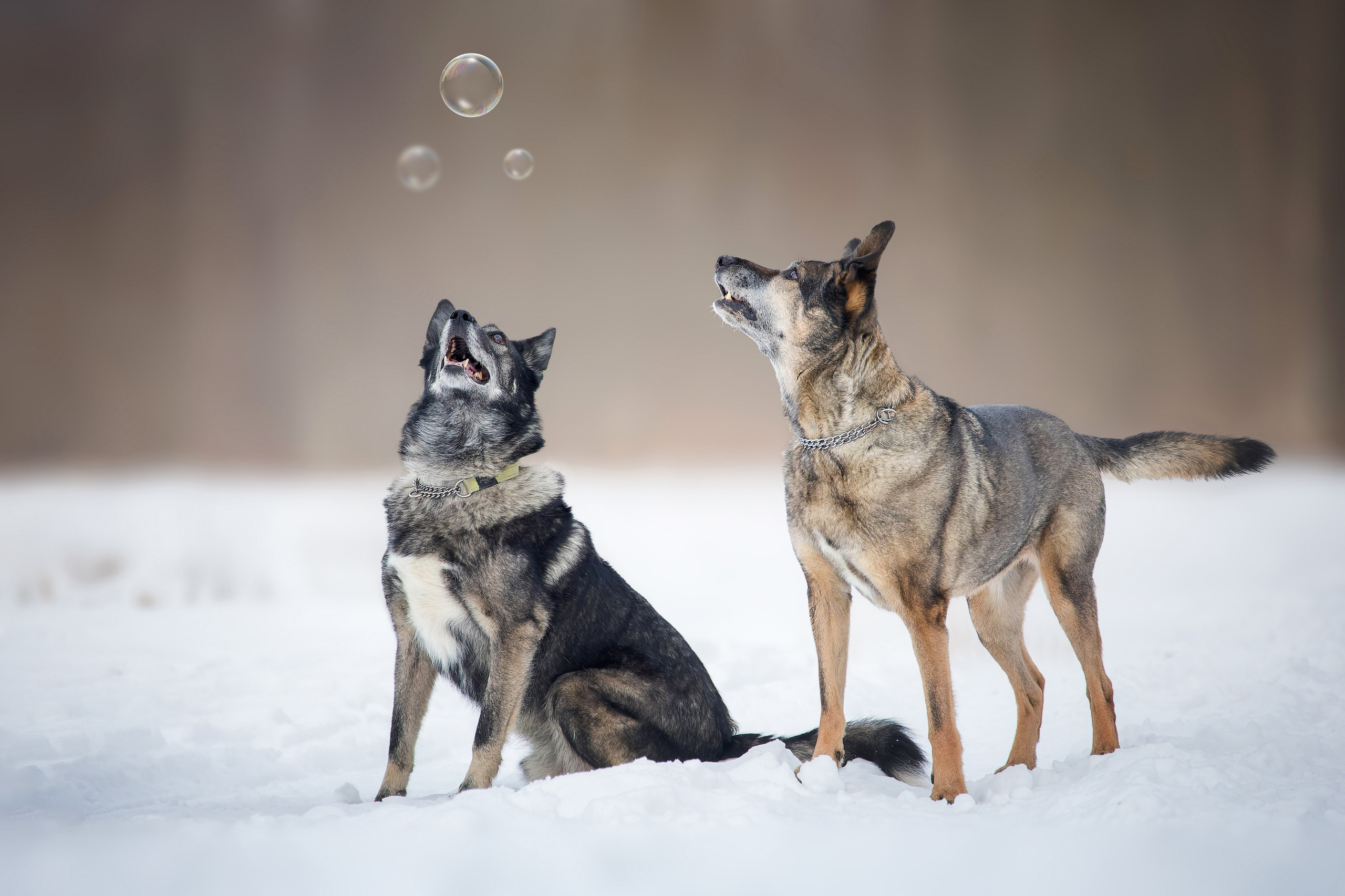 Собаки. Портреты. Irenephoto.ru