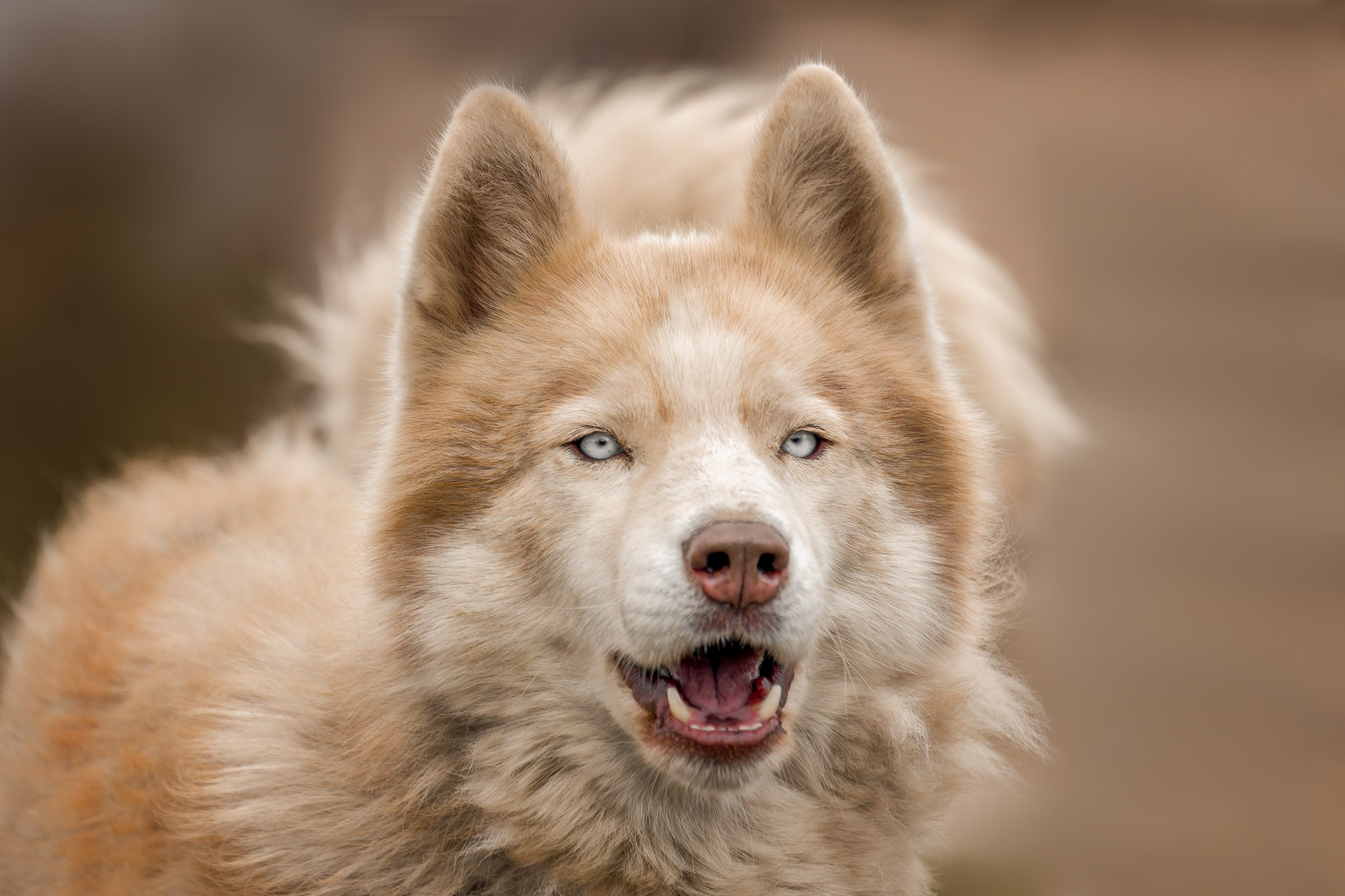 Собаки приюта «Дом северной собаки». Irenephoto.ru
