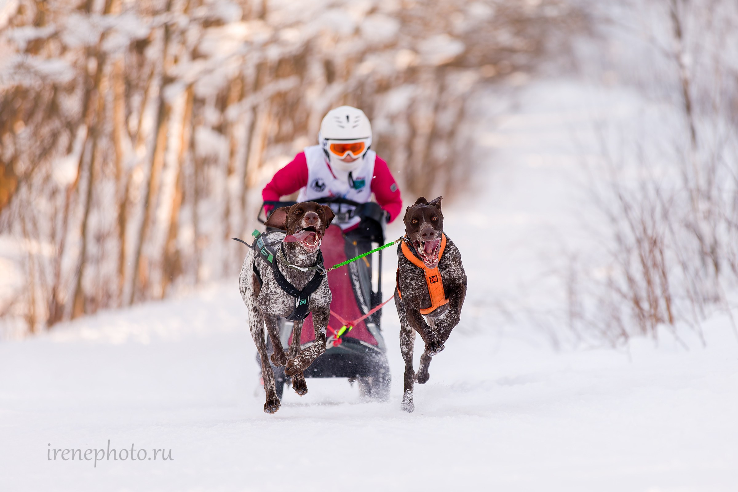 Чемпионат и Первенство Ленобласти — зима 2026. Irenephoto.ru