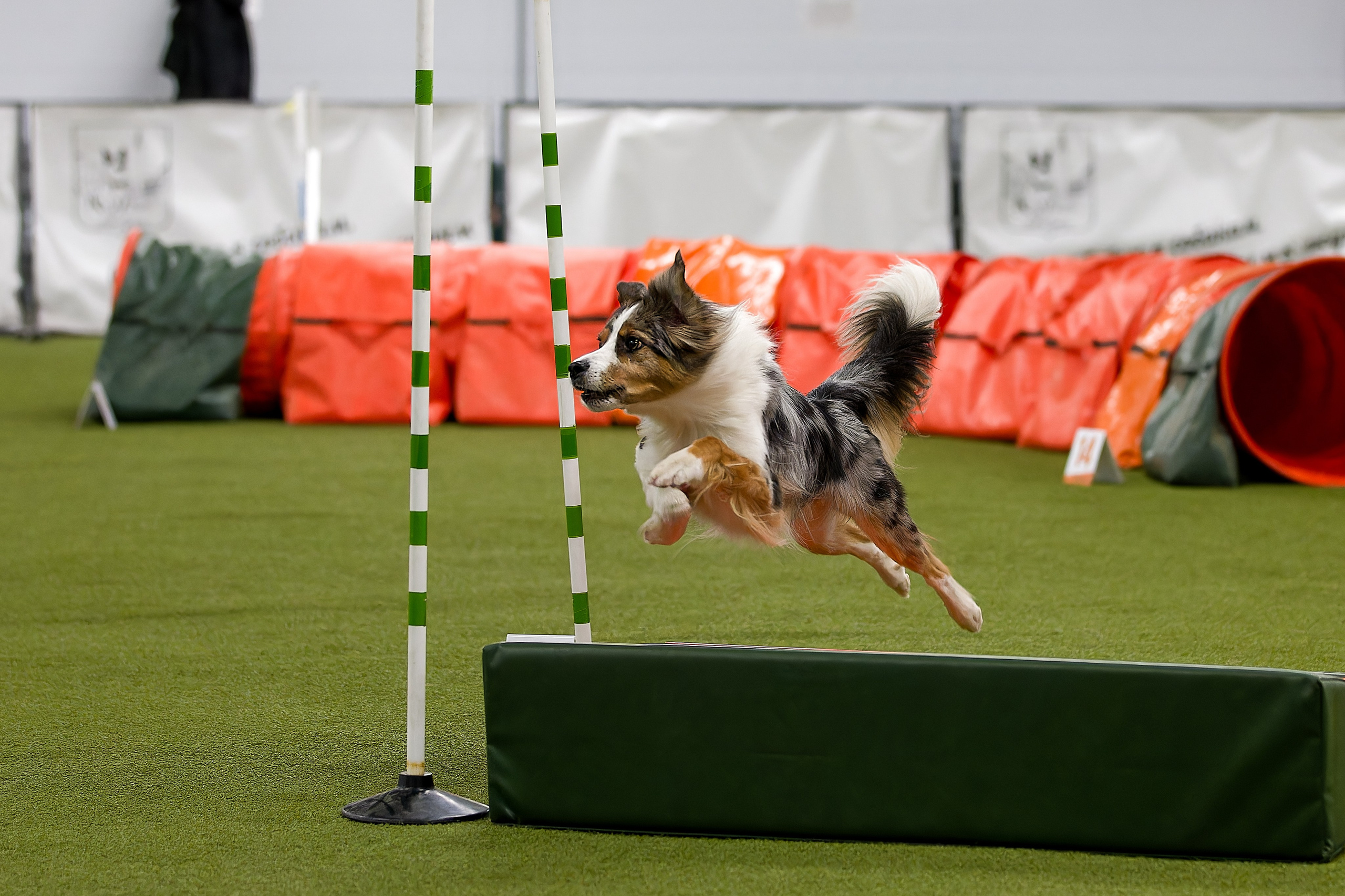 Кубок Пёсбурга 2025. Irenephoto.ru