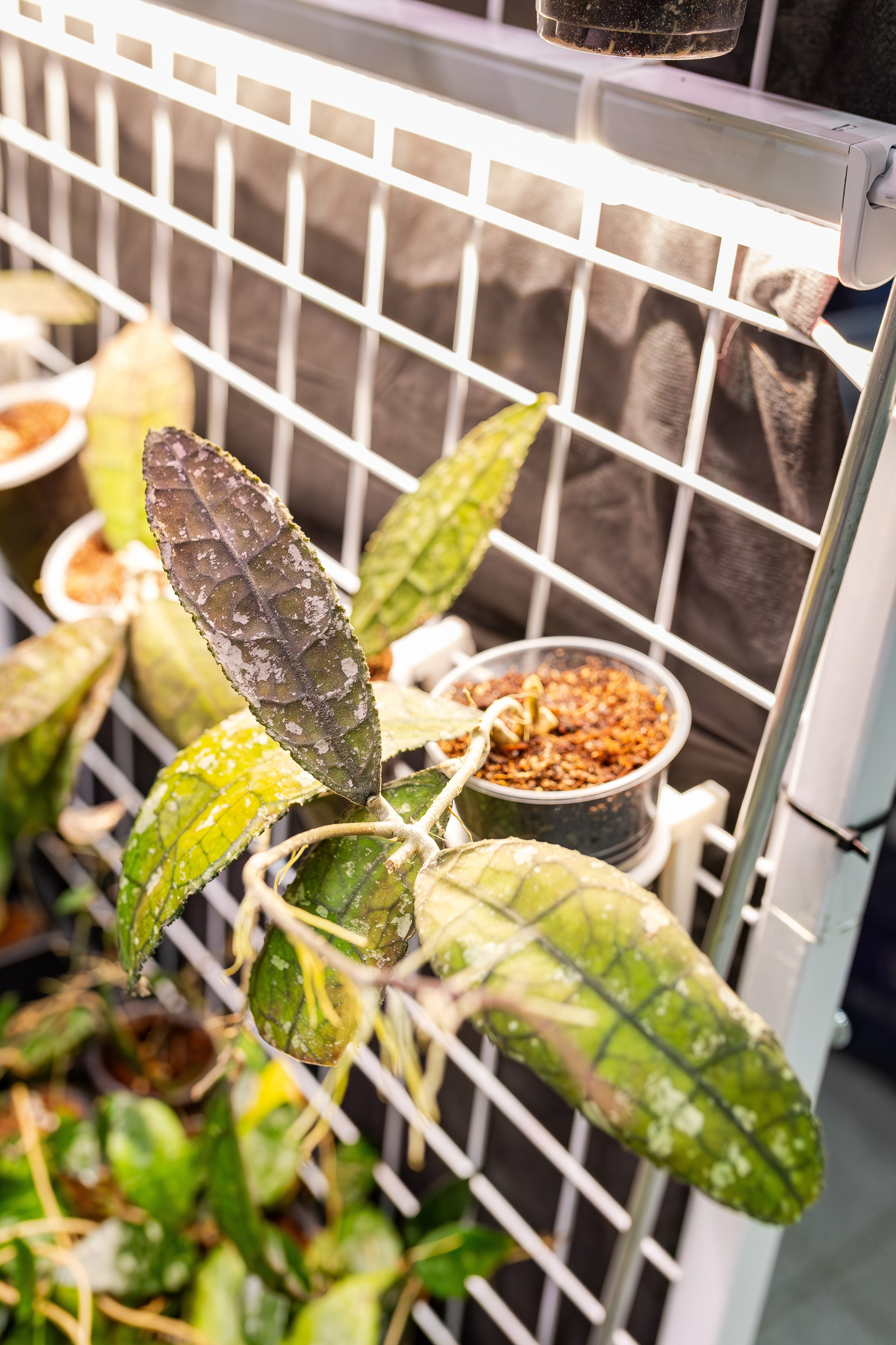 Монстериум апрель 2026. Александра Куликова фотограф, Москва