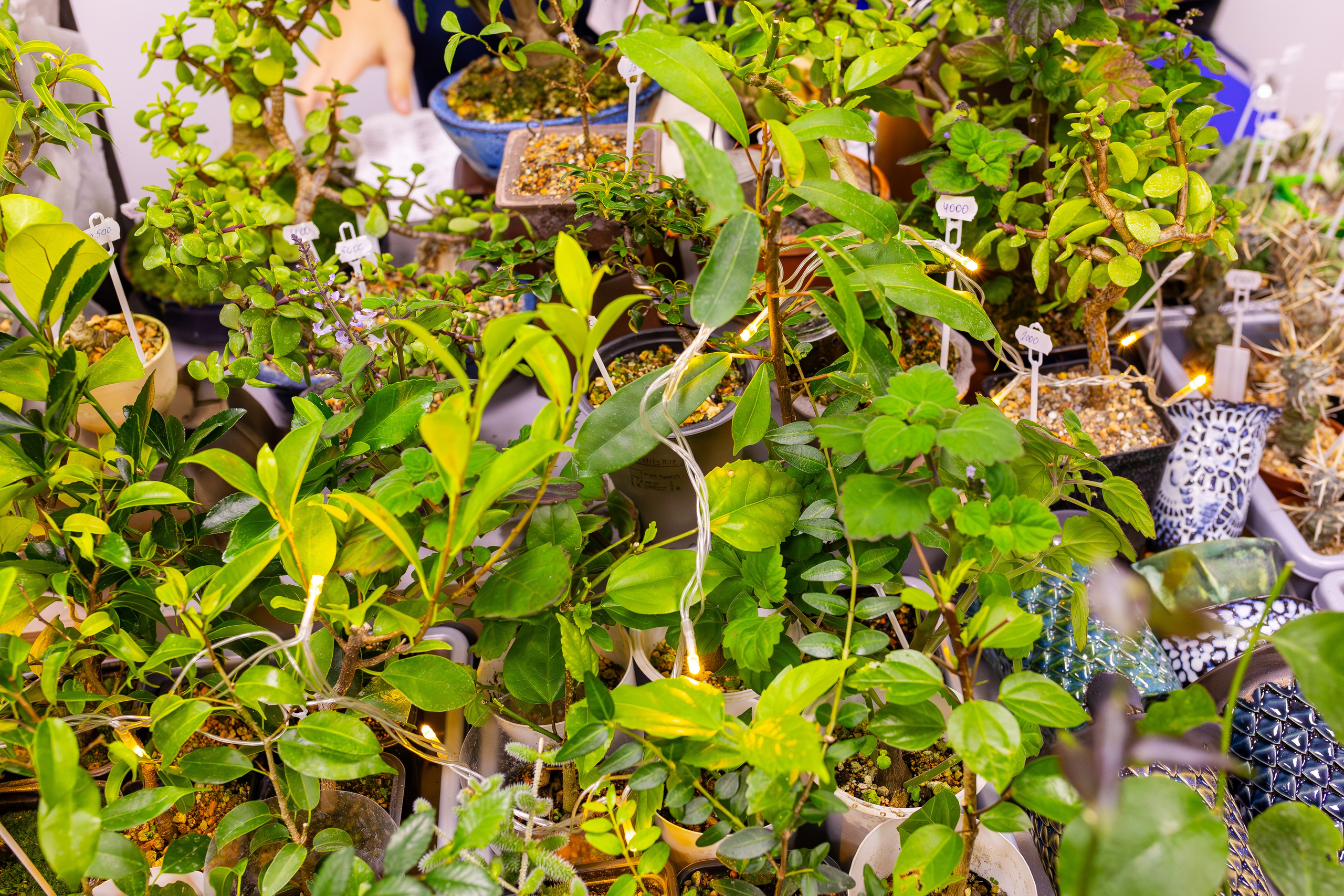 Орхидиум сентябрь 2025. Александра Куликова фотограф, Москва