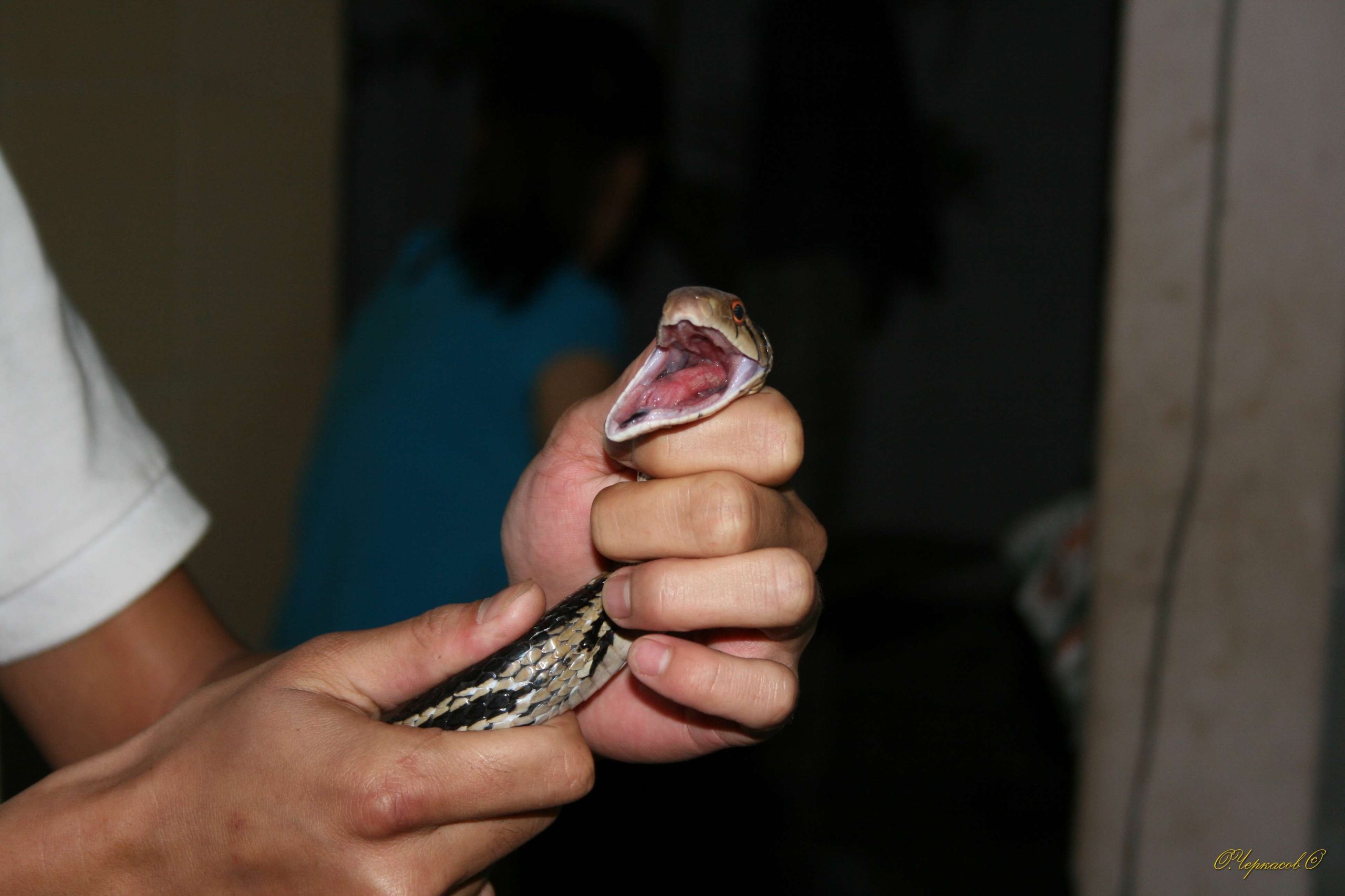 Вьетнам 2008 г. Улица, люди, жизнь…