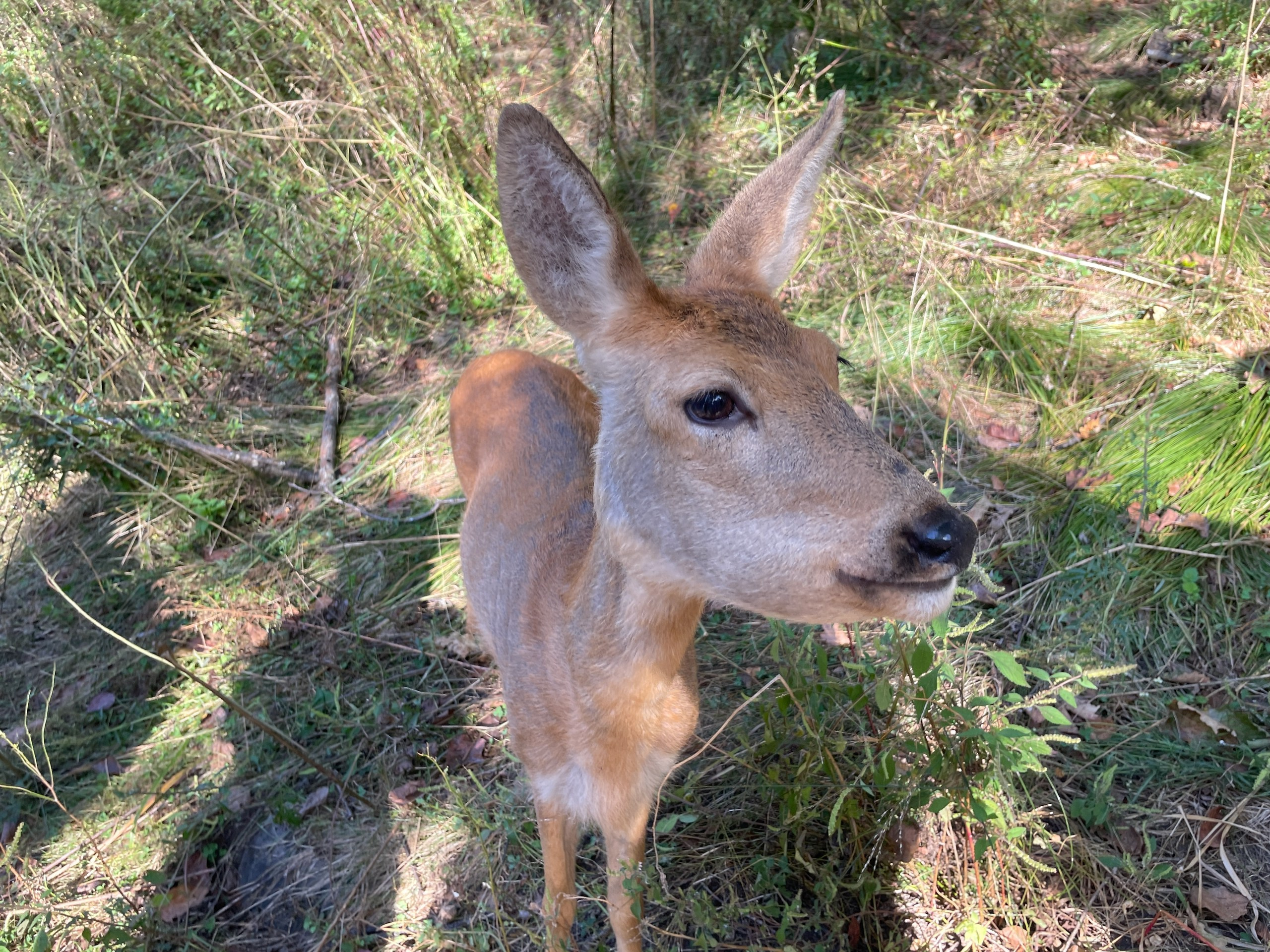 Владивосток 1 | 18-21.09.2025. Галерея Фантим