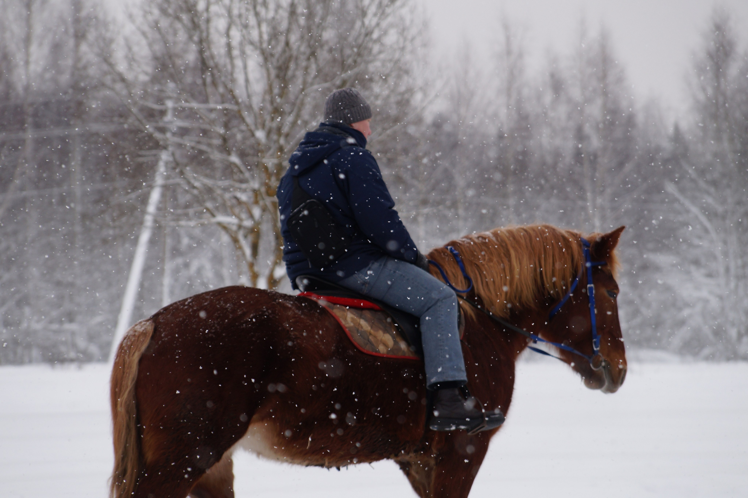 Лошадинг | 11.01.2026. Галерея Фантим