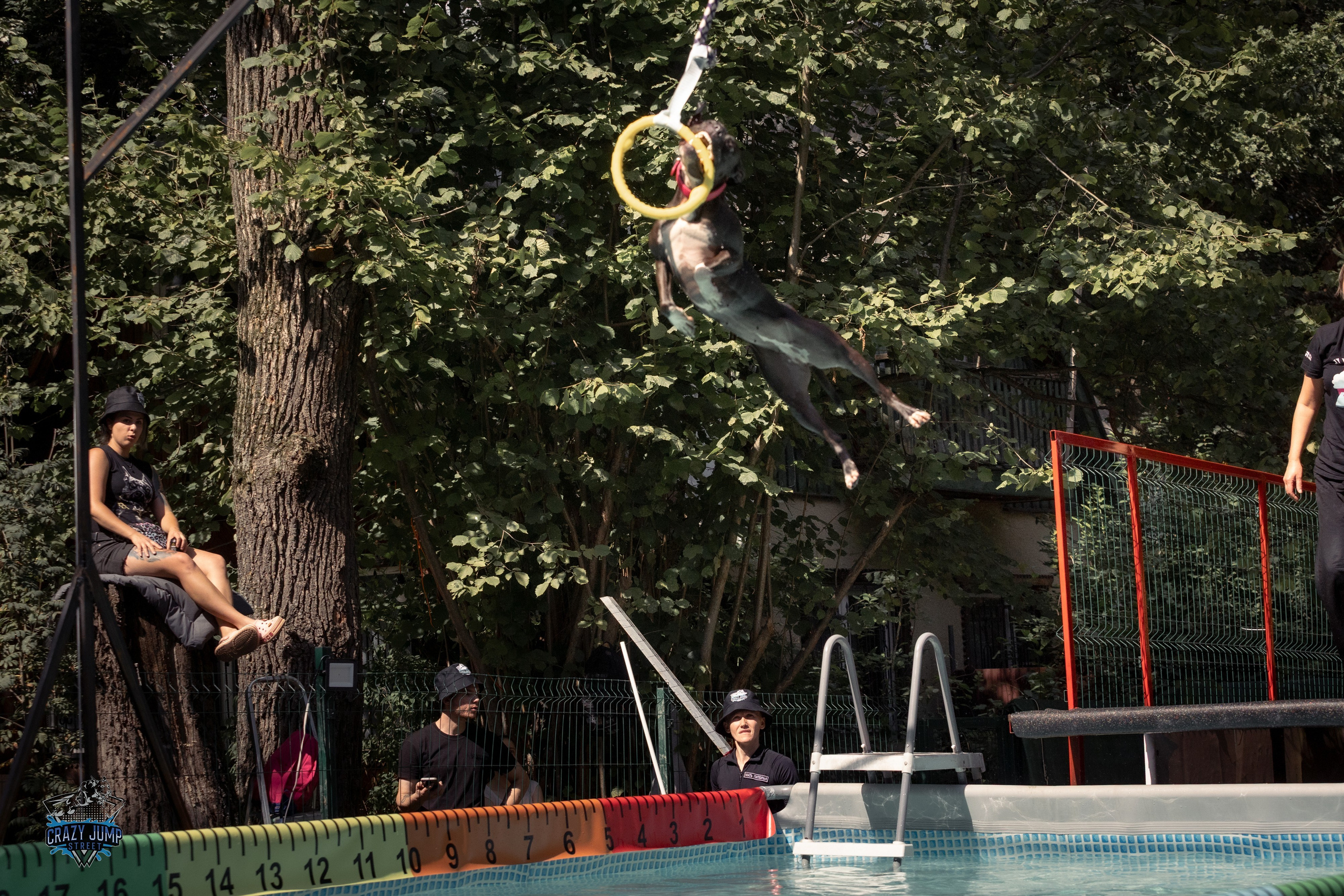 Собаки, спорт, Док дайвинг. Свадебный и репортажный фотограф в Москве и Московской области