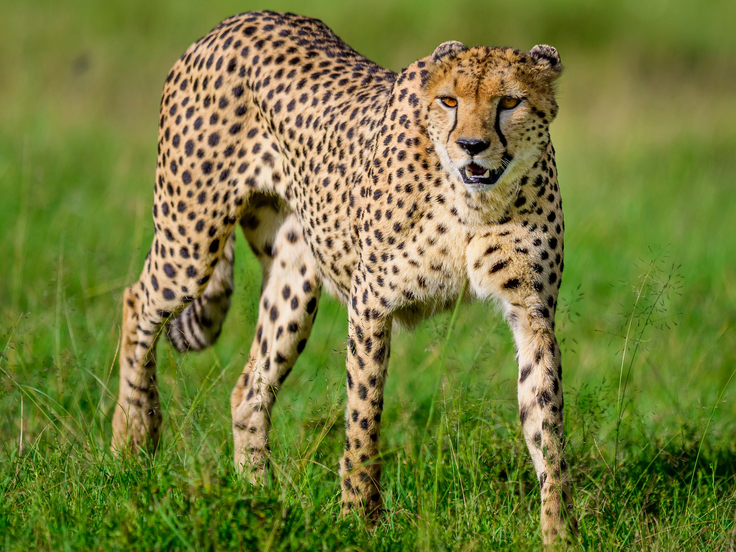 Кения. Wildlife photography by Sergey Puponin