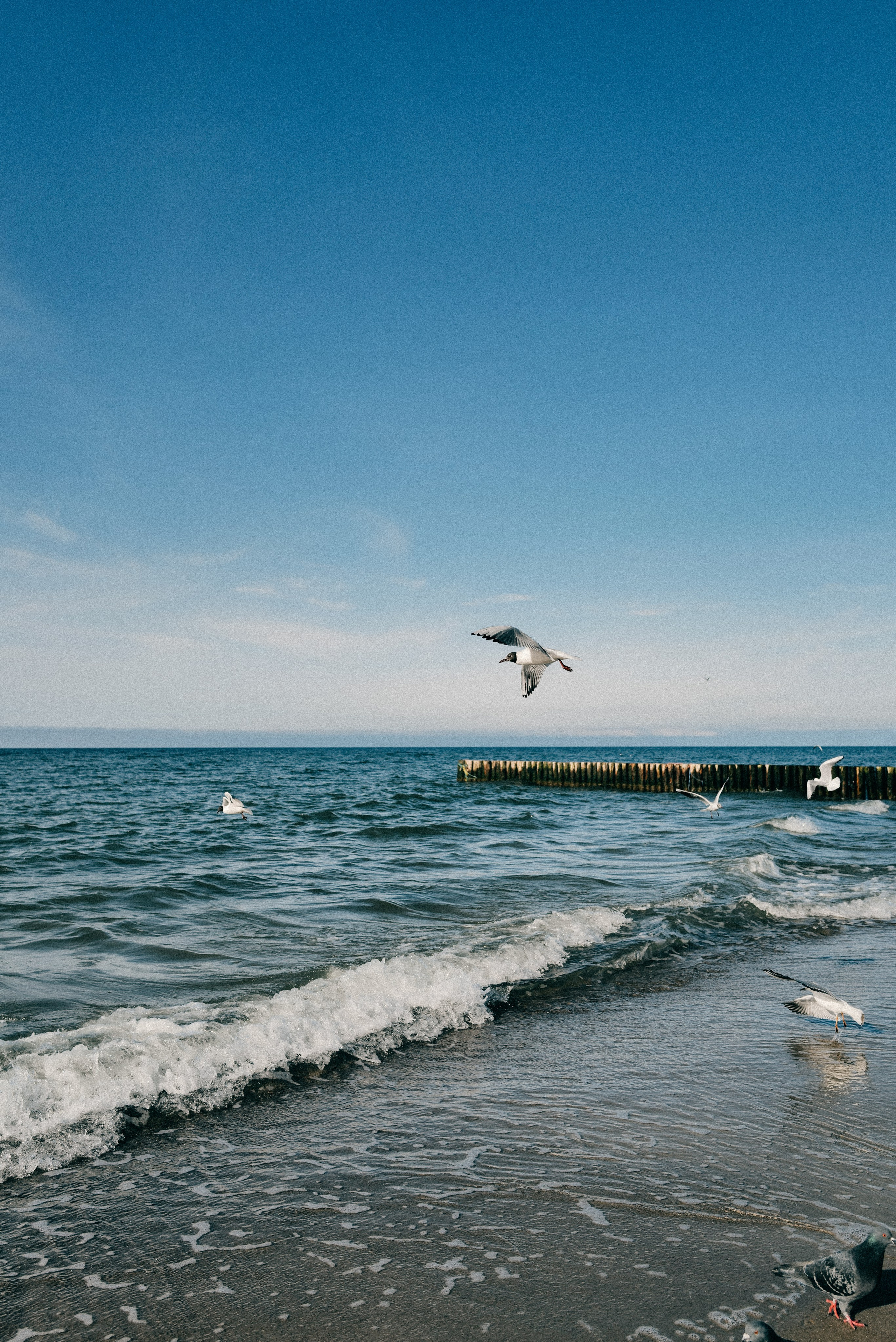 Zelenogradsk. Фотограф София Комкина