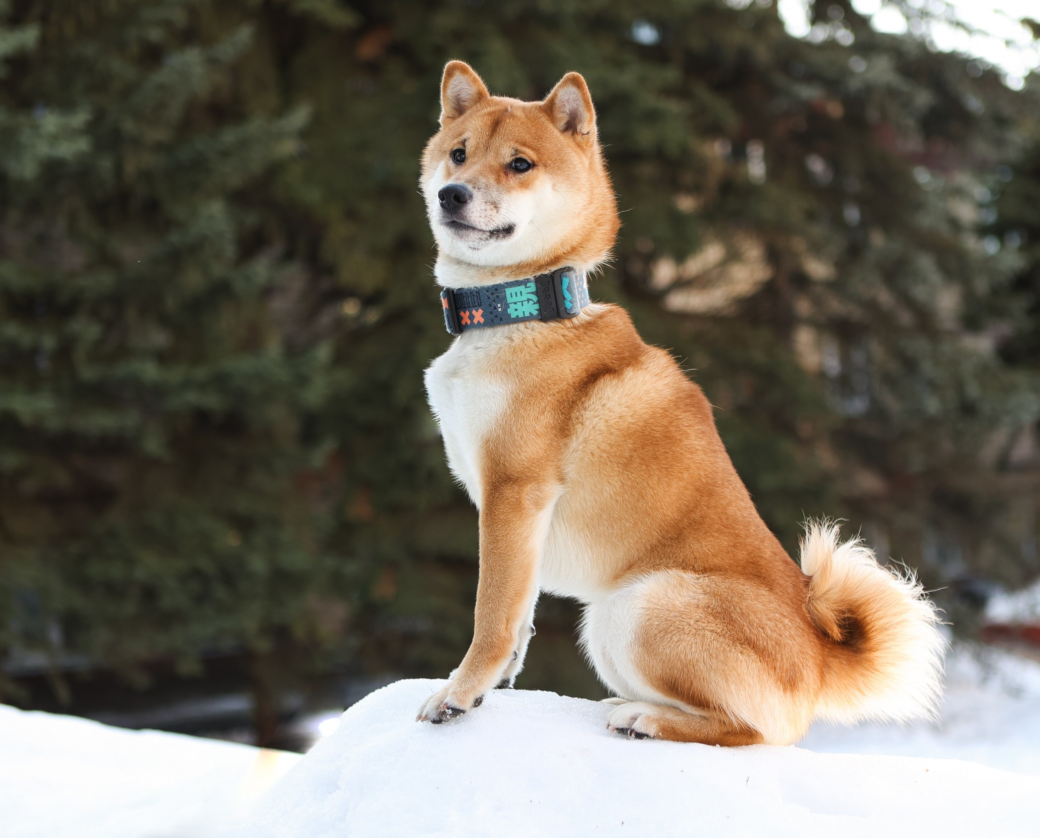 Фотограф-анималист Полина Колкова | Москва