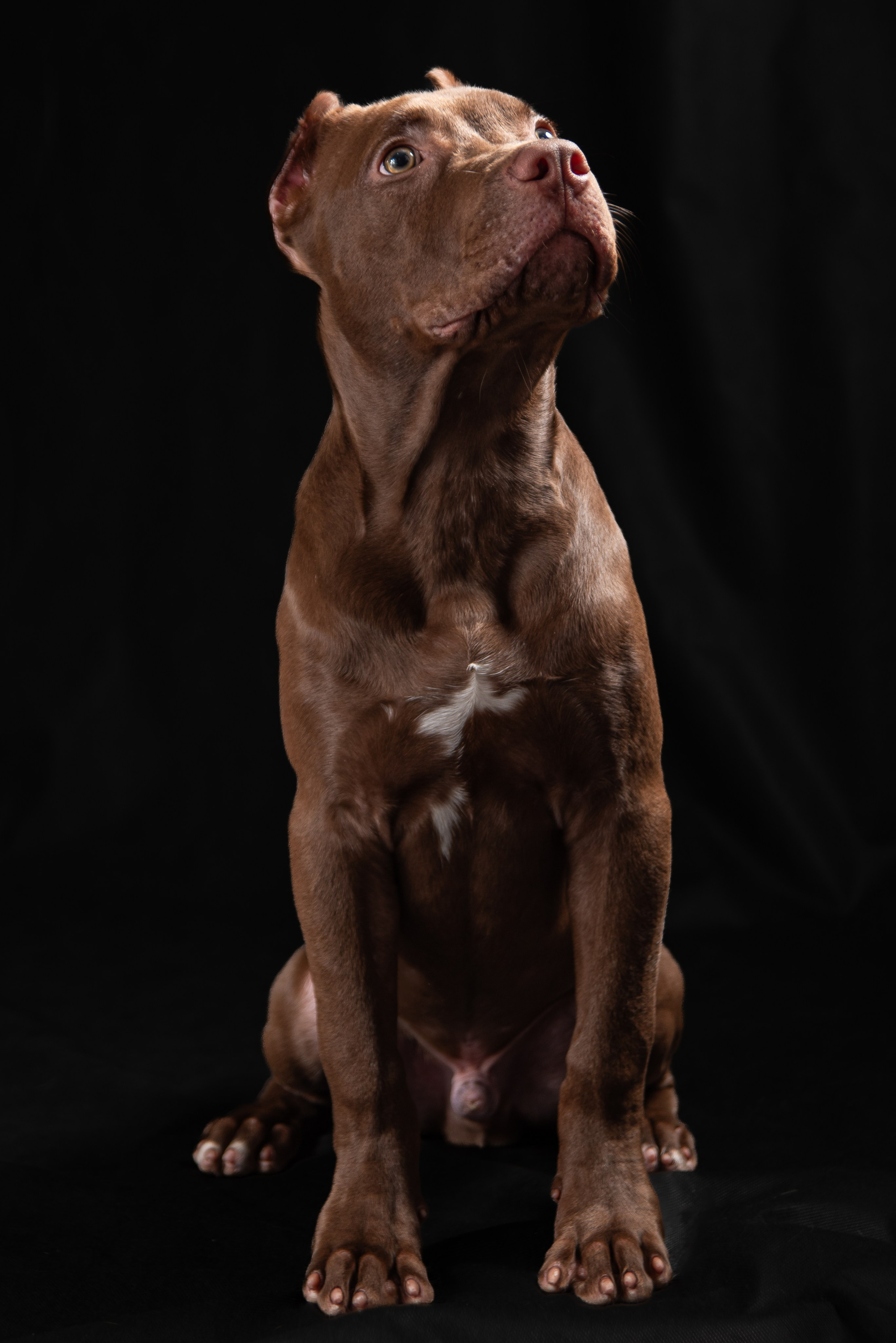 Фотосессия собак на чёрном фоне. Фотограф Макс Огурцов в Нижнем Новгороде