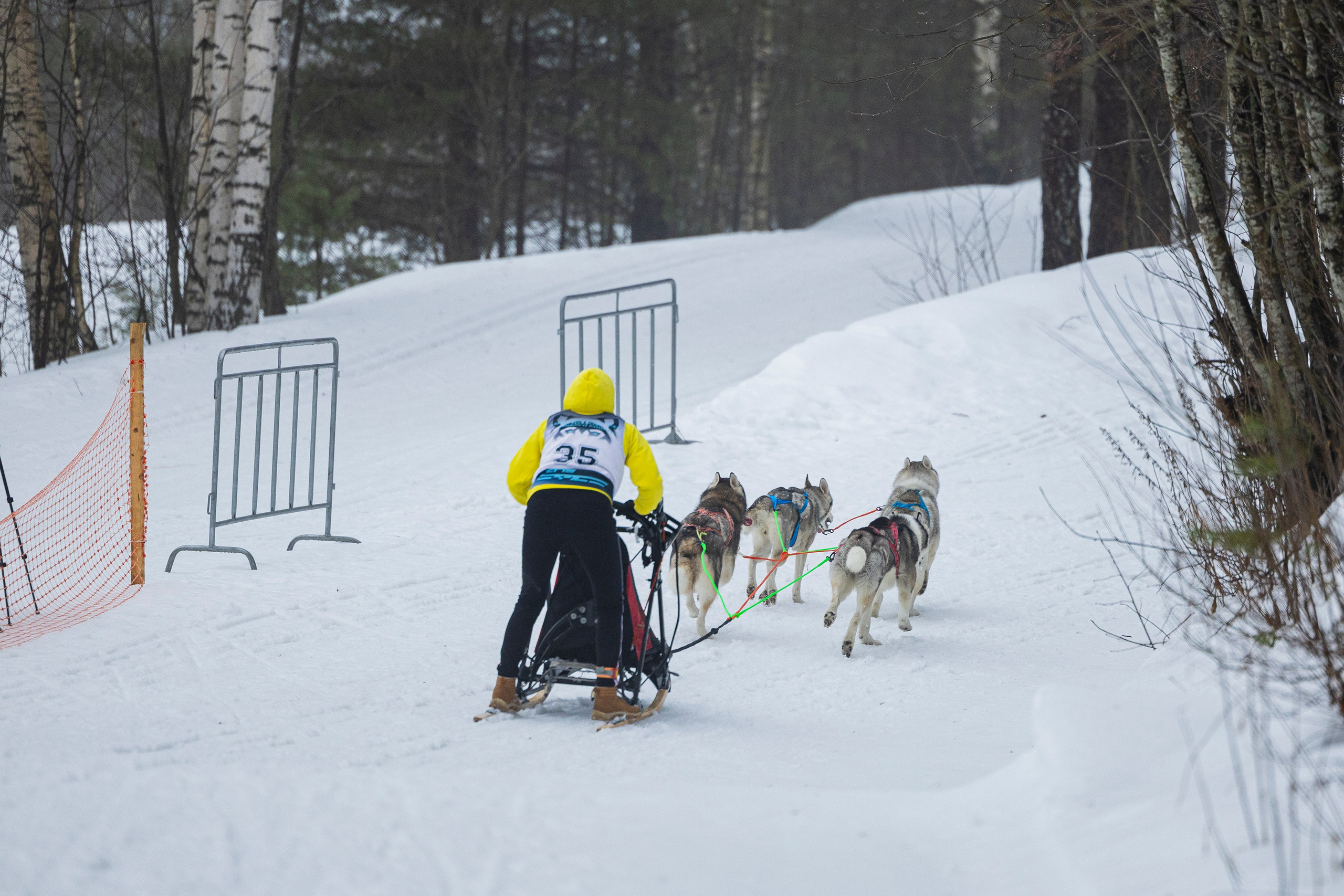 Зимний Чемпионат Санкт-Петербурга по ездовому спорту. Фотограф-анималист Анна Маринич